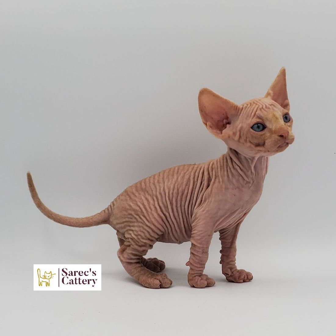Male cream and white Sphynx kitten stepping forward