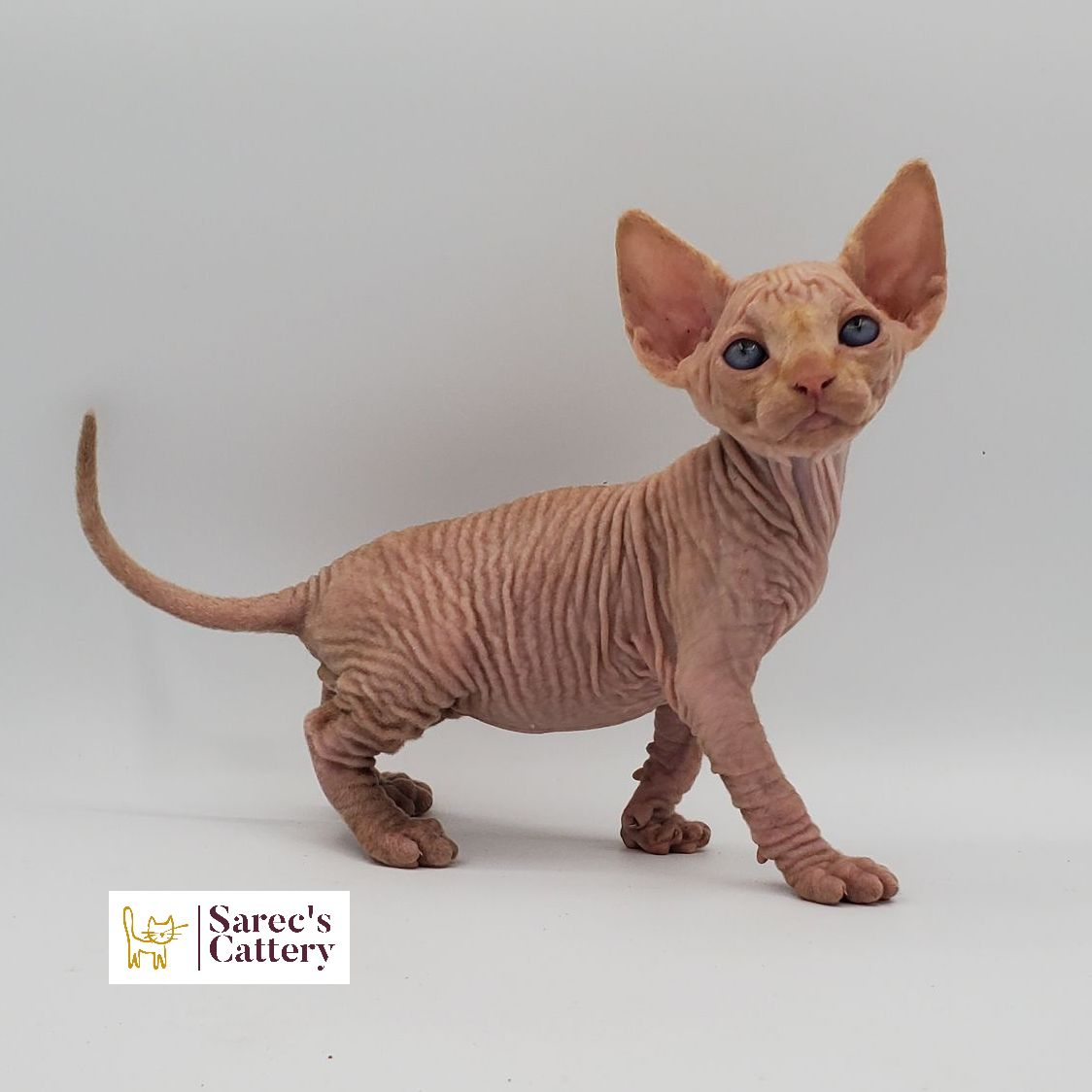 Male red Sphynx kitten sitting walking forward looking straight