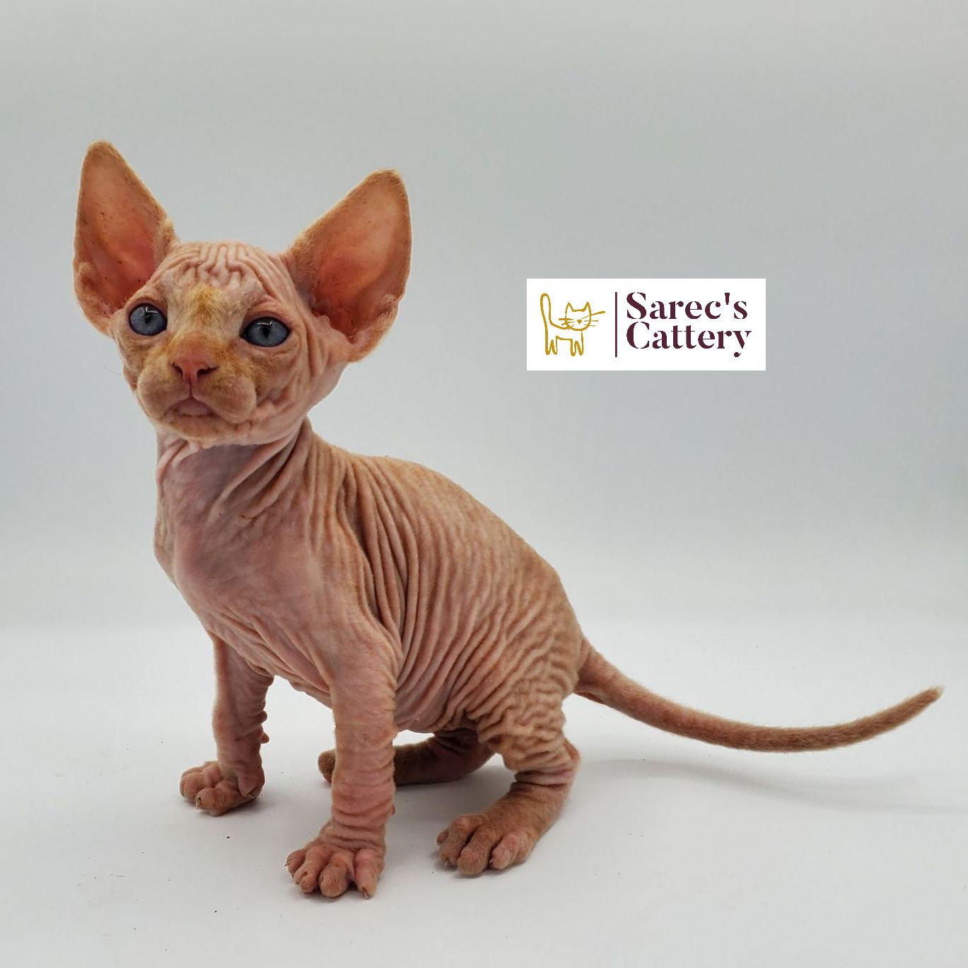 Male cream and white Sphynx kitten from the side