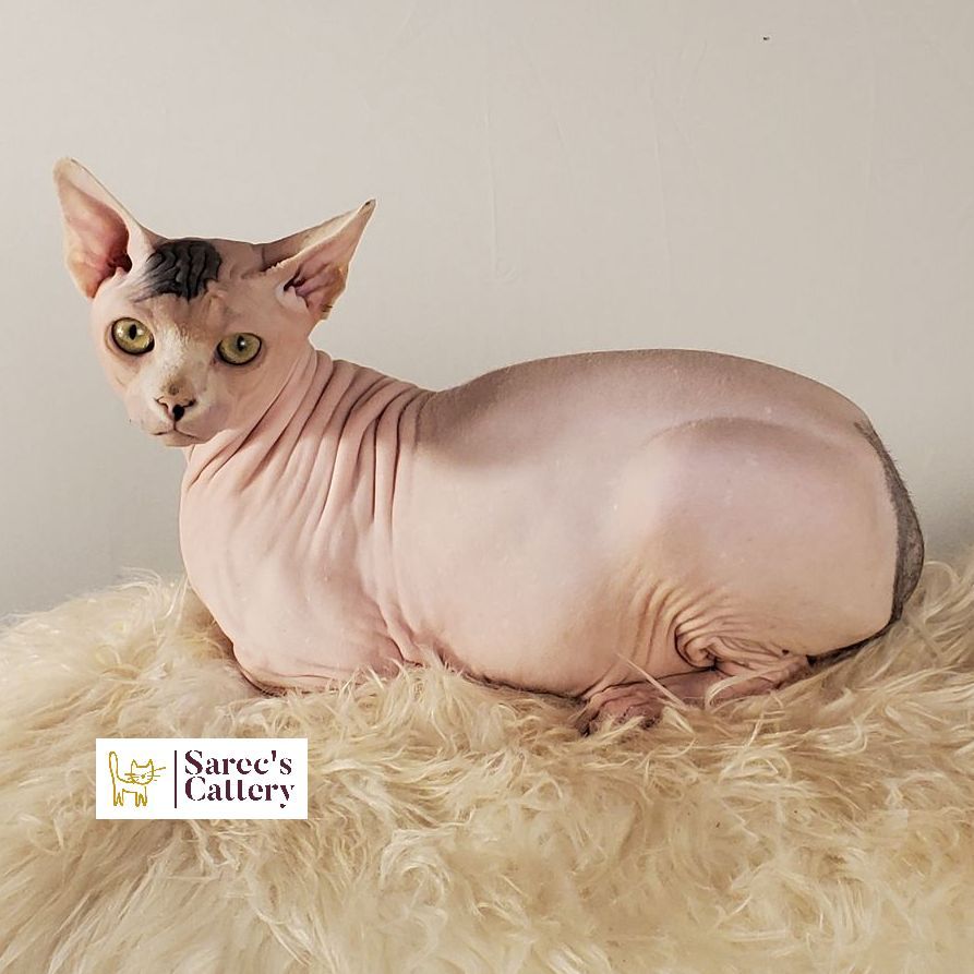 bi-color spotted Sphynx laying down
