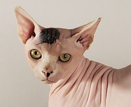 White bi-color Sphynx head shot