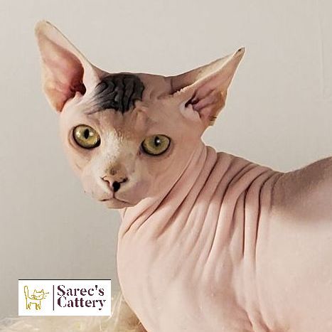 Adult bi-color male Sphynx cat head shot