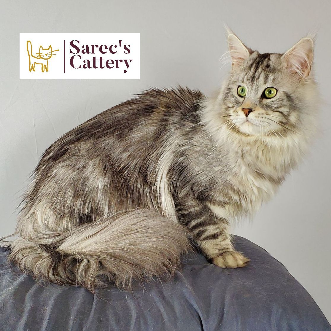 Maine Coon laying on blue pillow