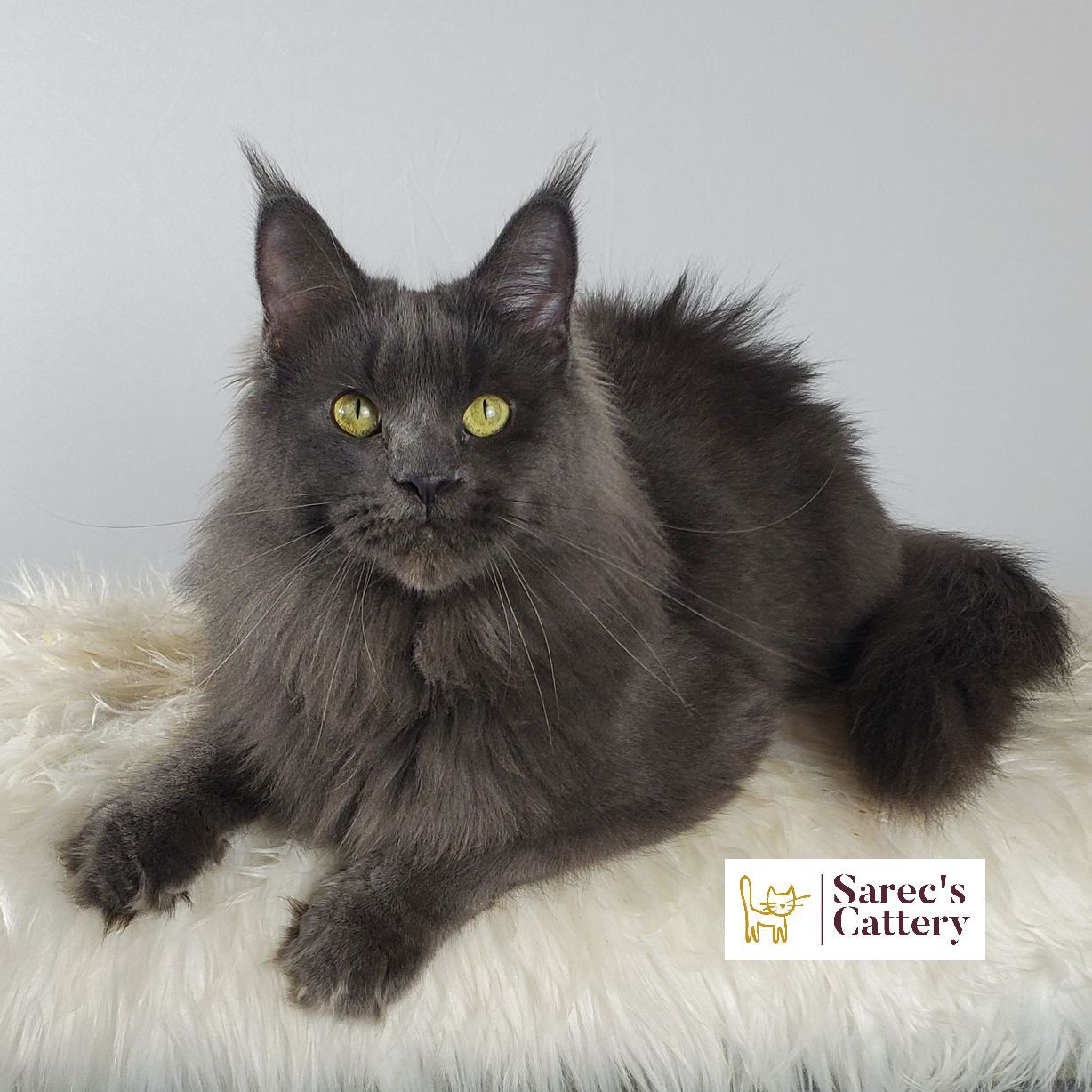 Blue Maine Coon female on fur pillow