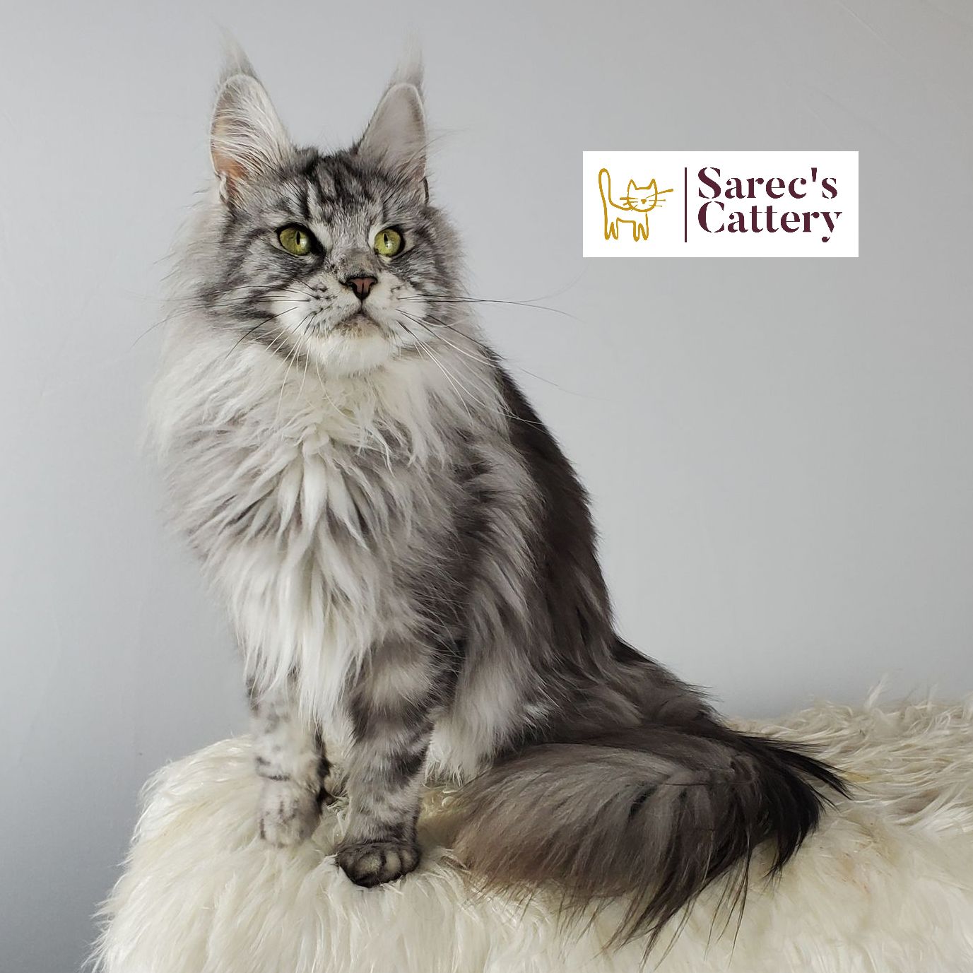high-silver Maine Coon female sitting on fur pillow
