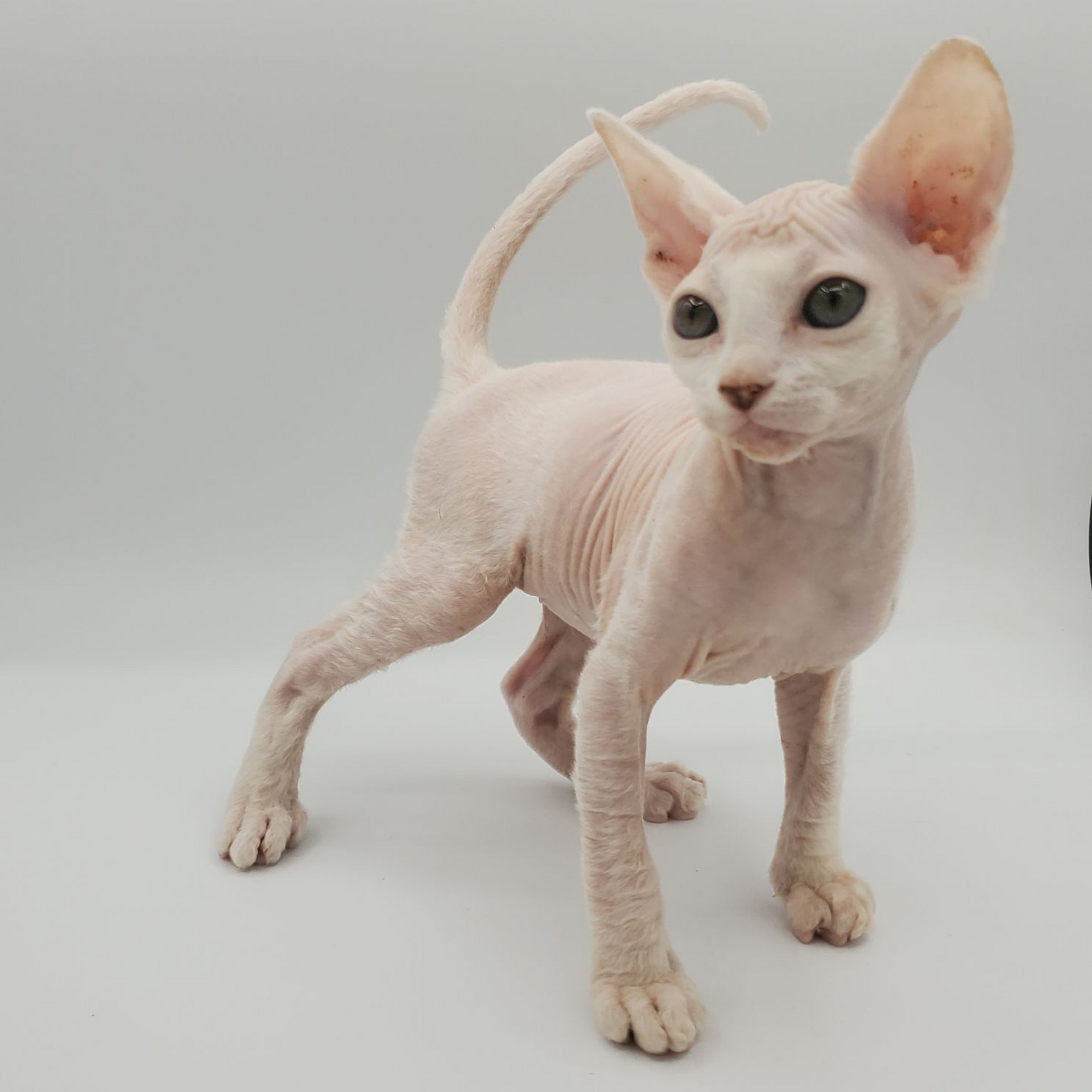 white Sphynx female 6