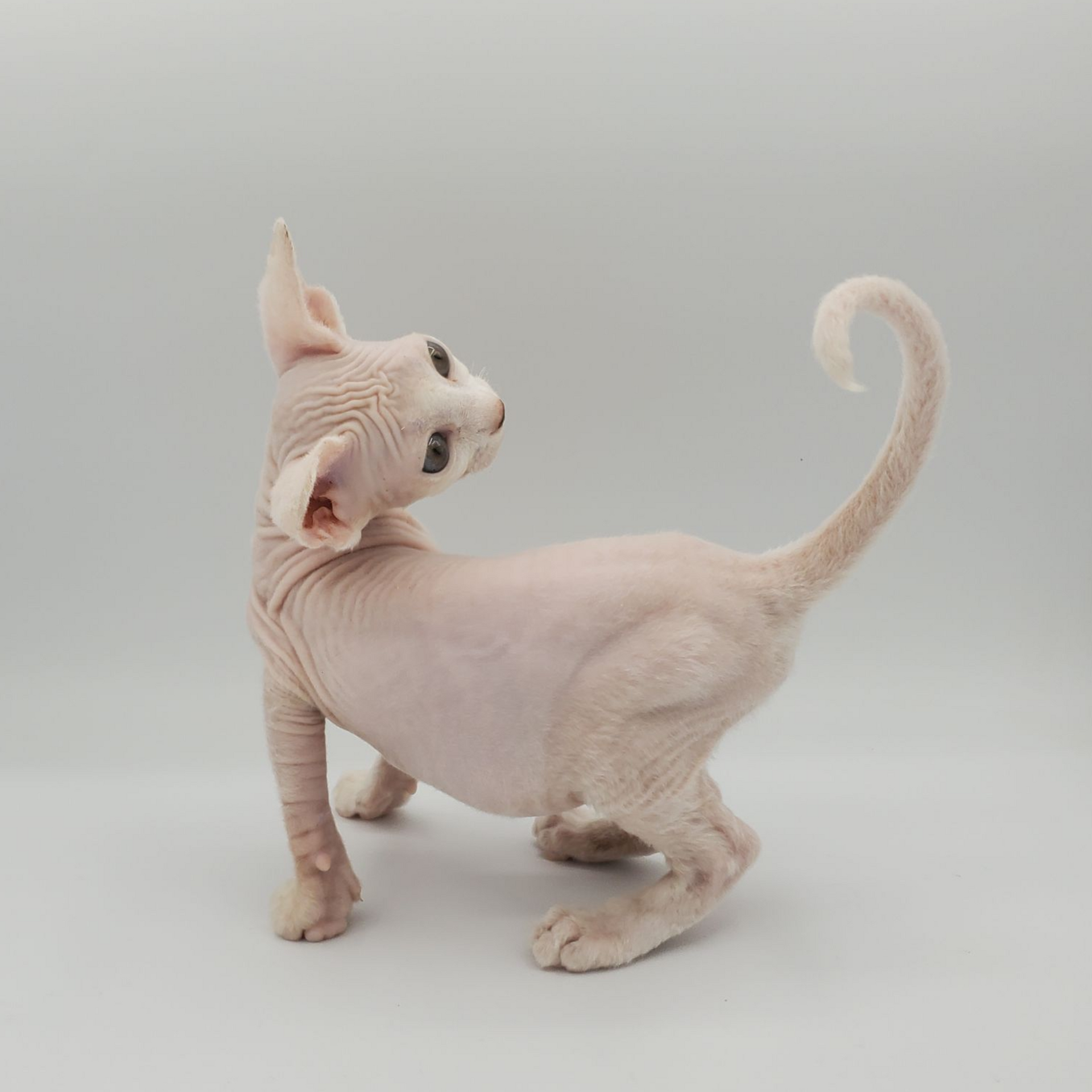 white Sphynx female 4