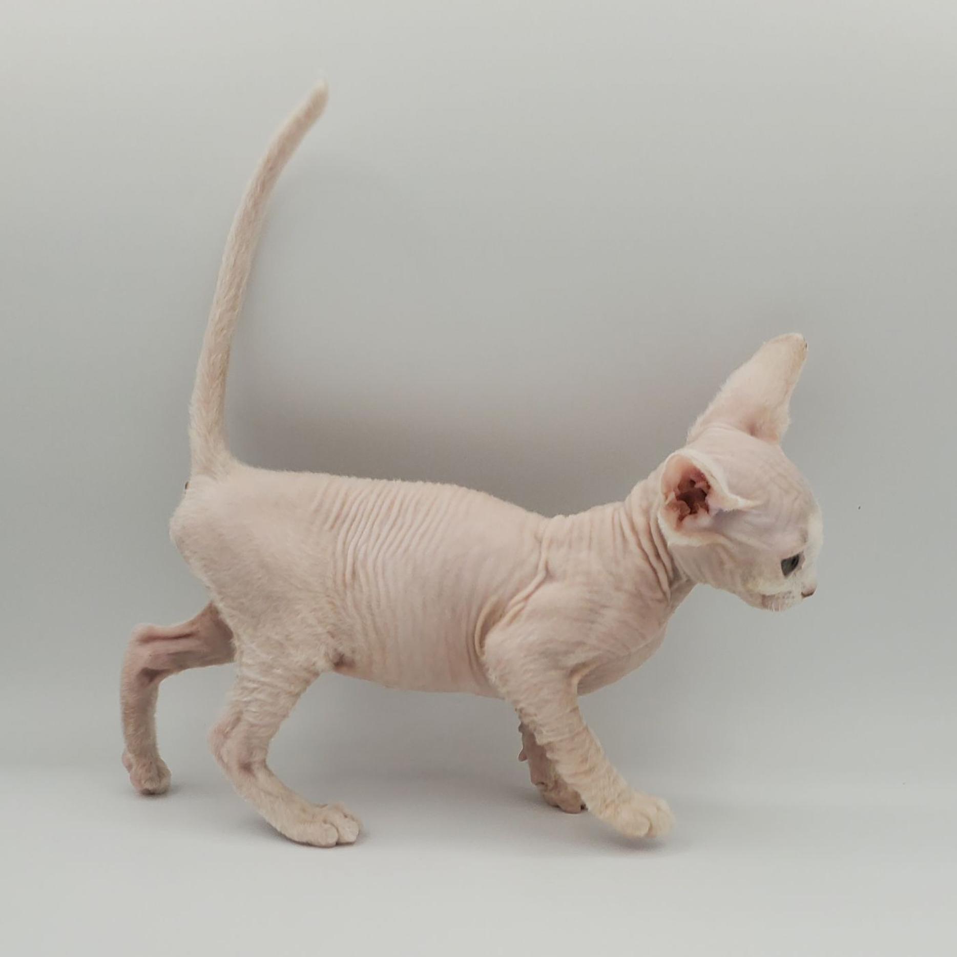 white Sphynx female 5