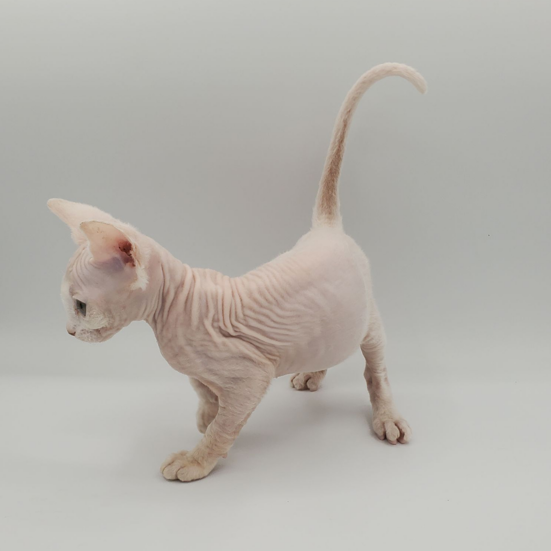 white Sphynx female 3