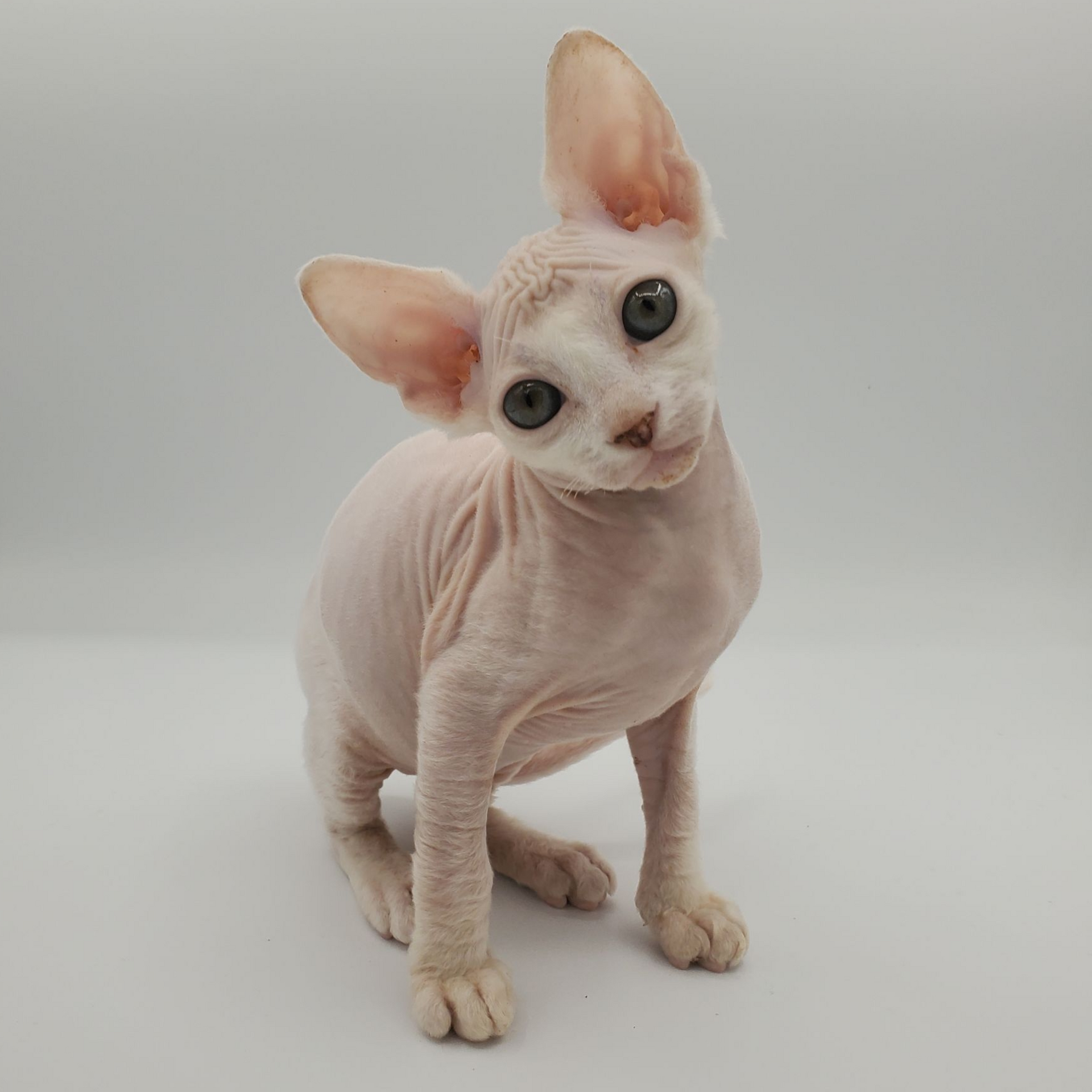 Female white sphynx with devon-like gene kitten sitting with head tilited