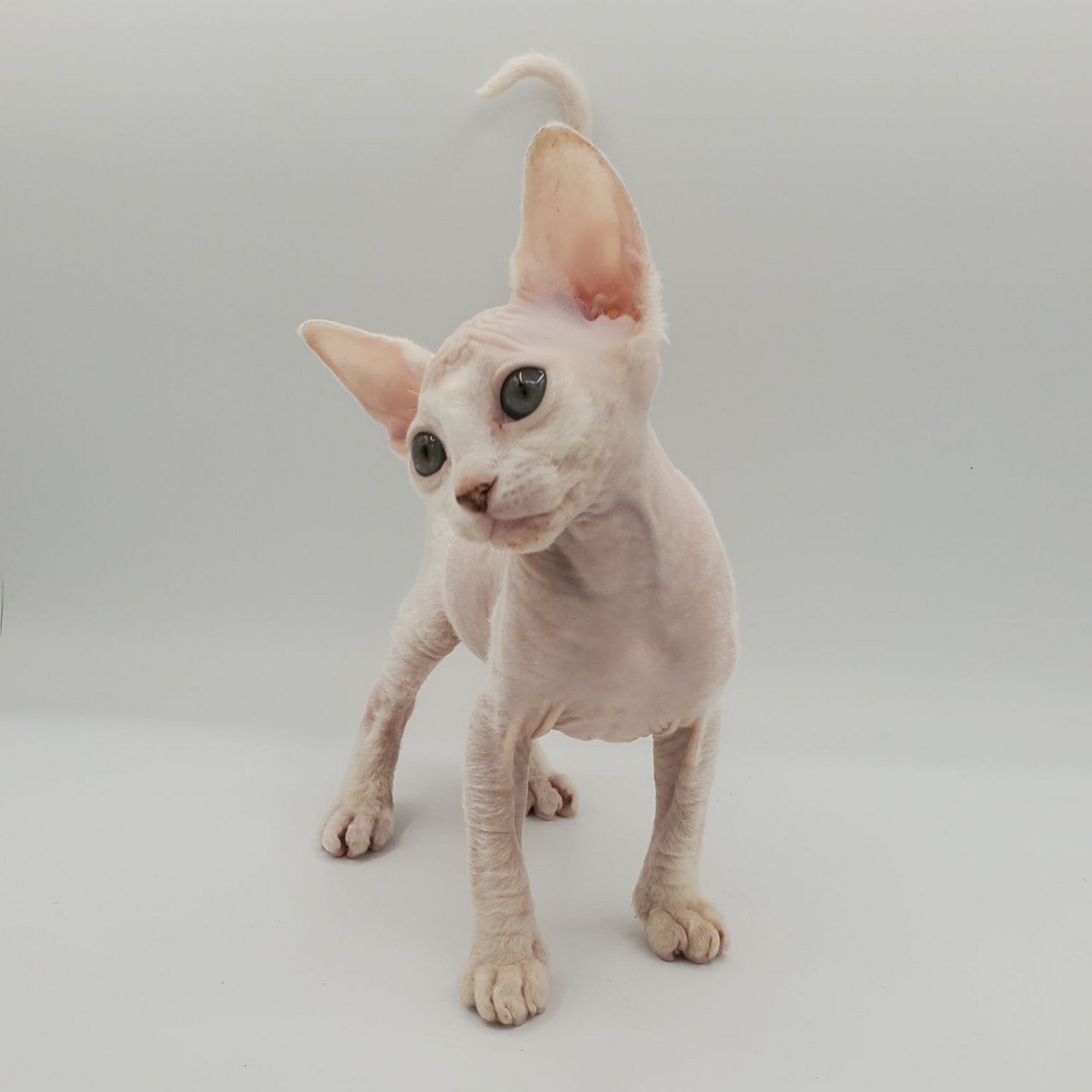 white Sphynx female 2