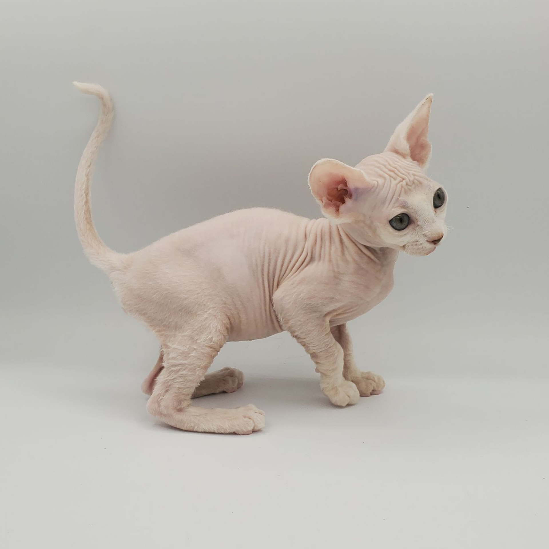 white Sphynx female 1
