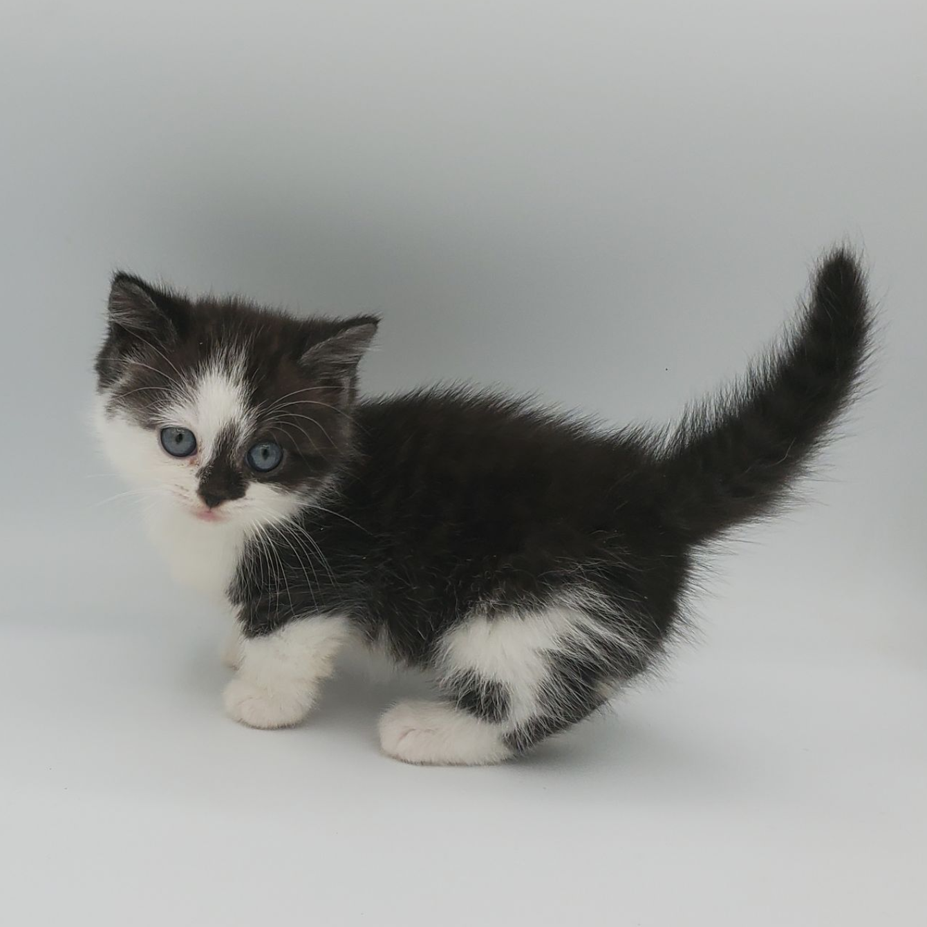 black and white Munchkin male kitten looking at the camera