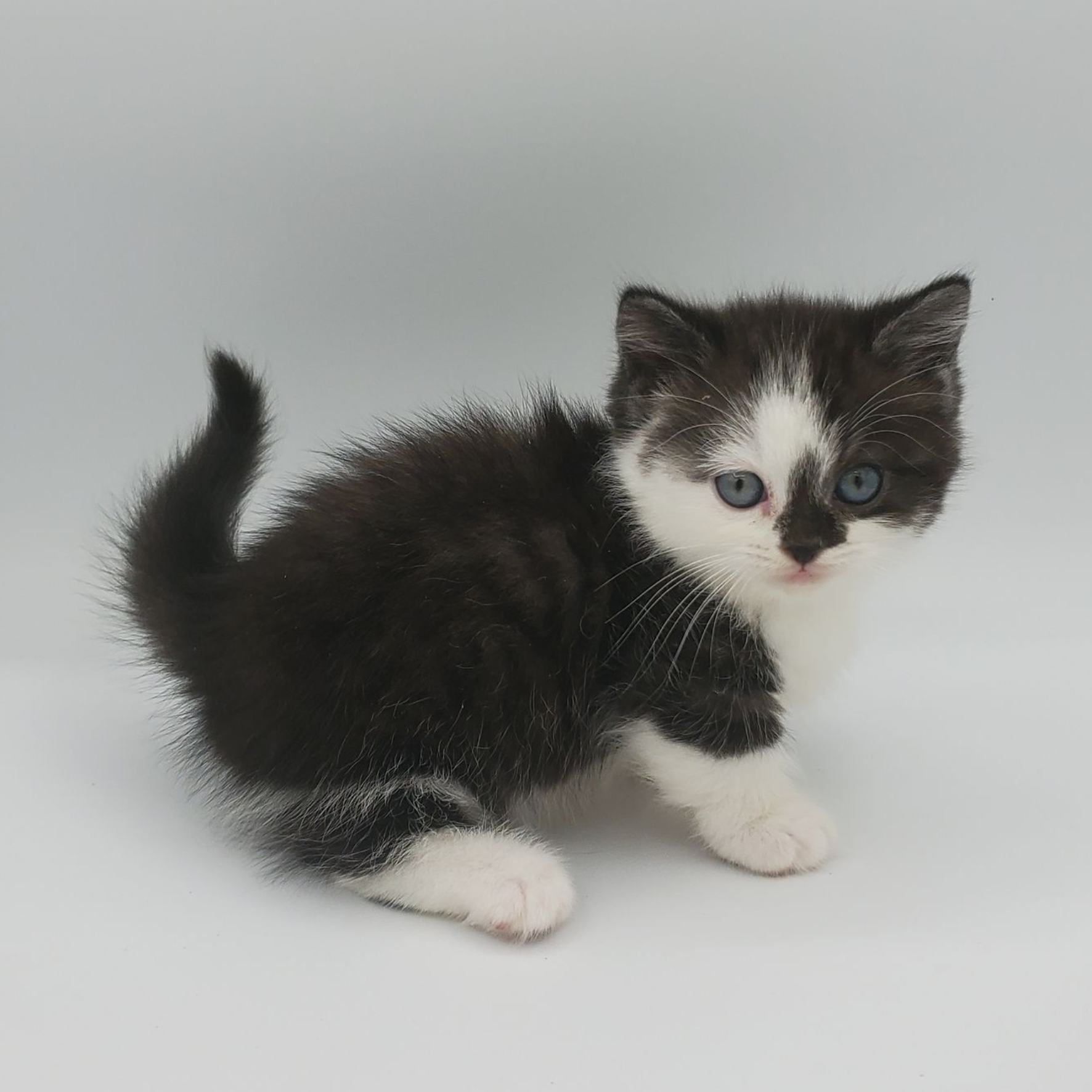 black and white Munchkin male kitten with curl in tail