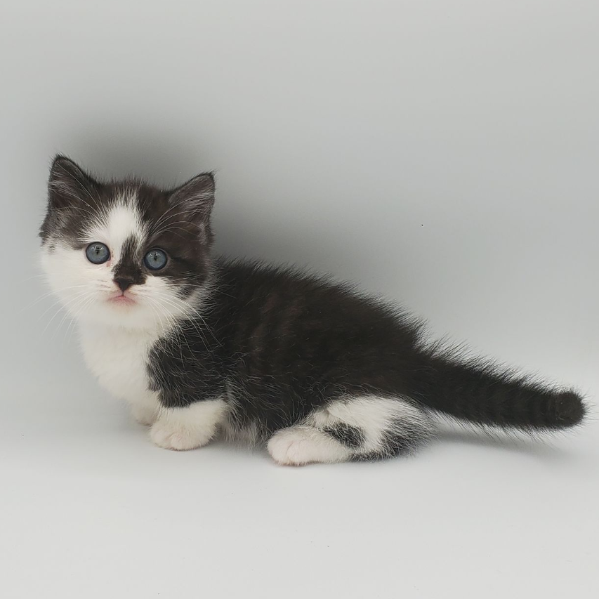 black and white Munchkin male kitten squatting