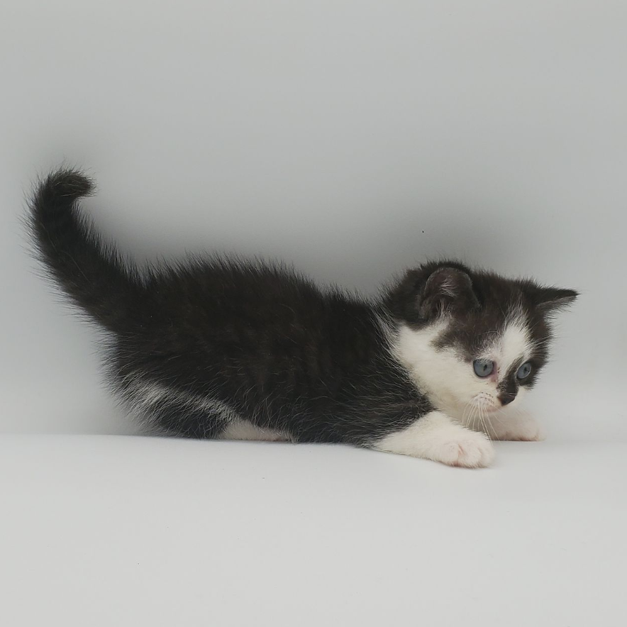 black and white Munchkin male kitten streaching