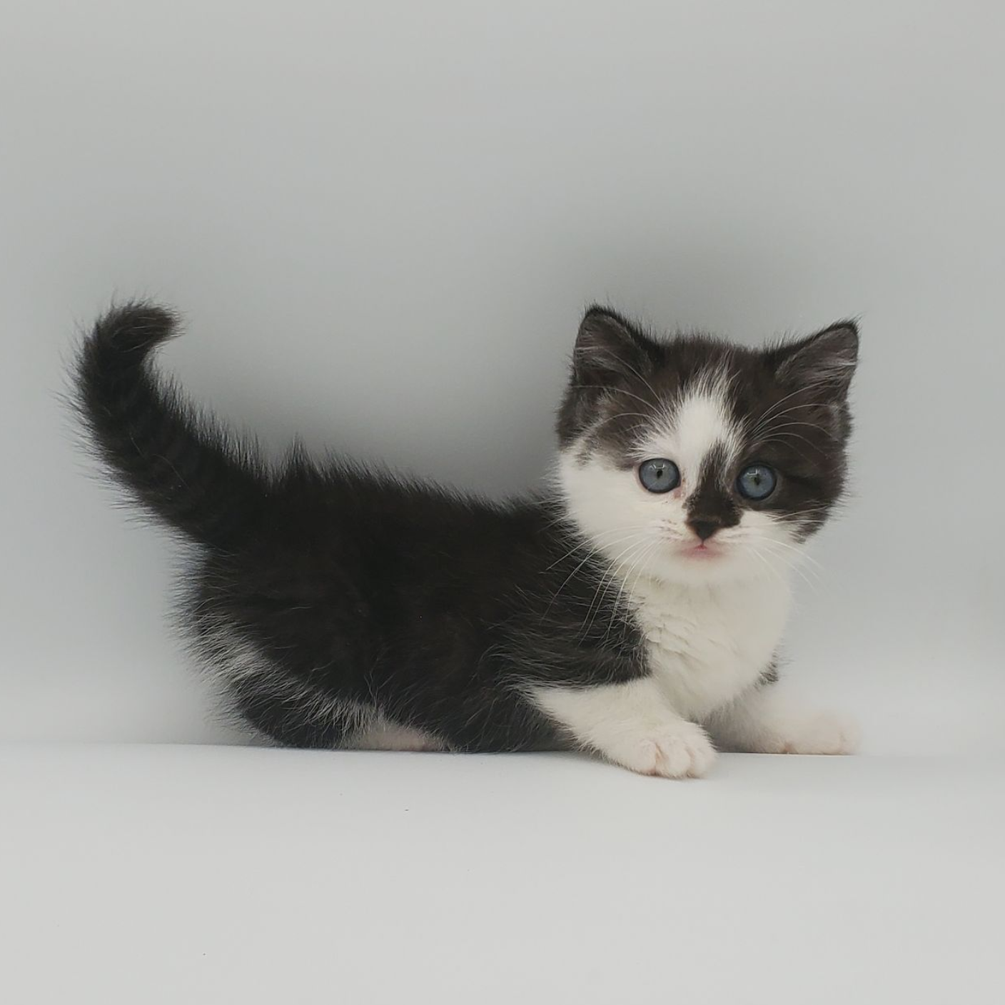 Male black and white munchkin kitten