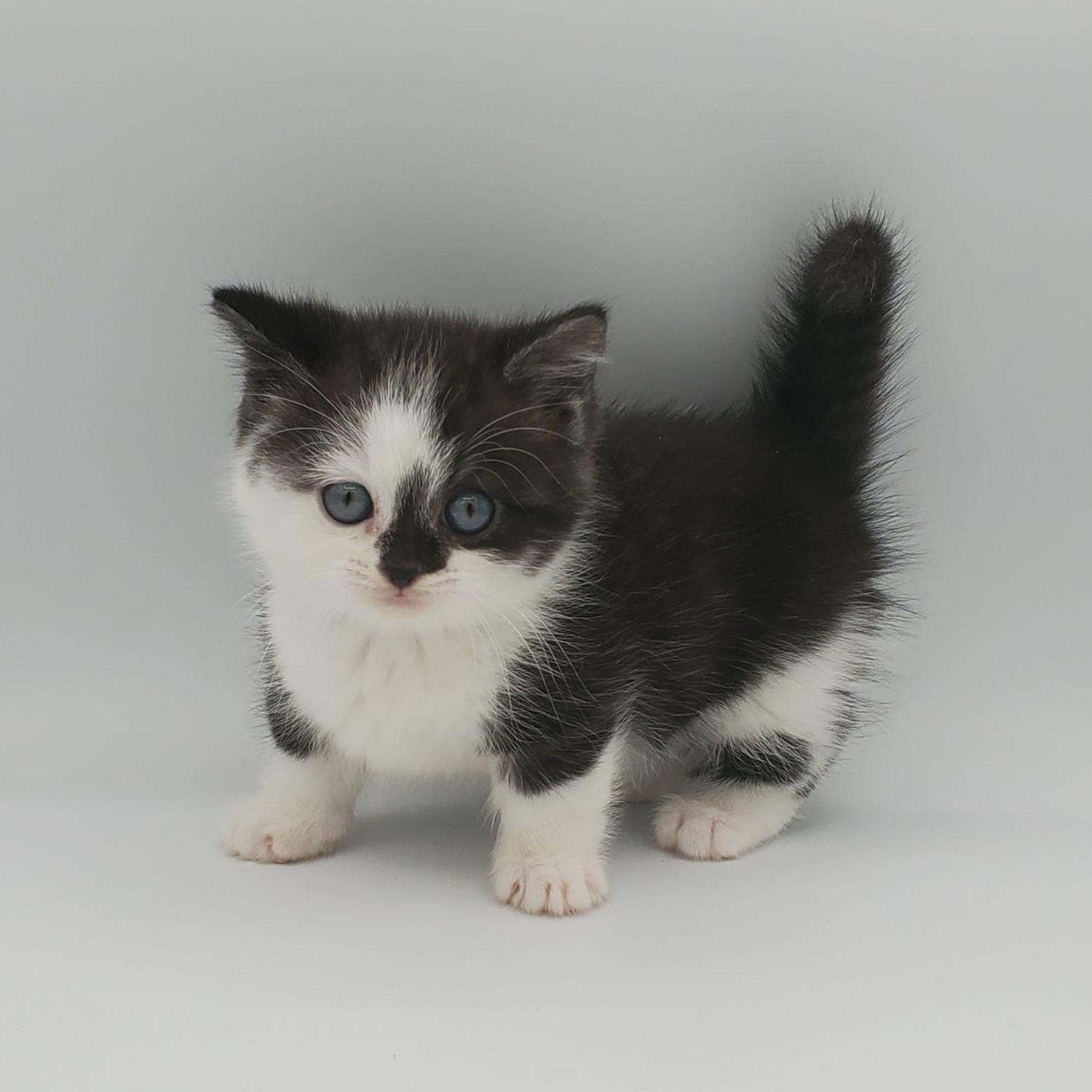 black and white Munchkin male kitten standing