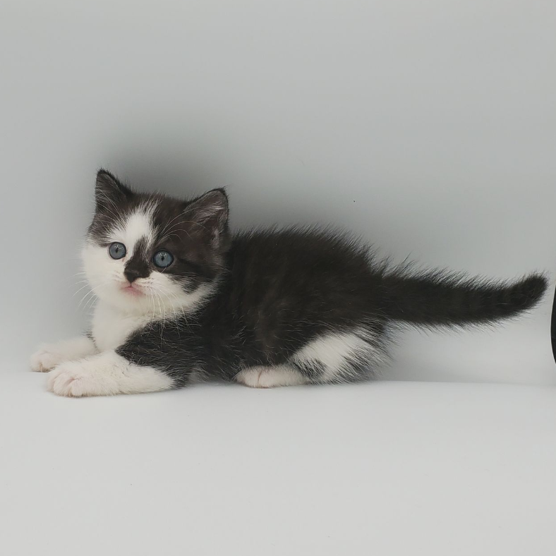 black and white Munchkin male kitten getting ready to pounce