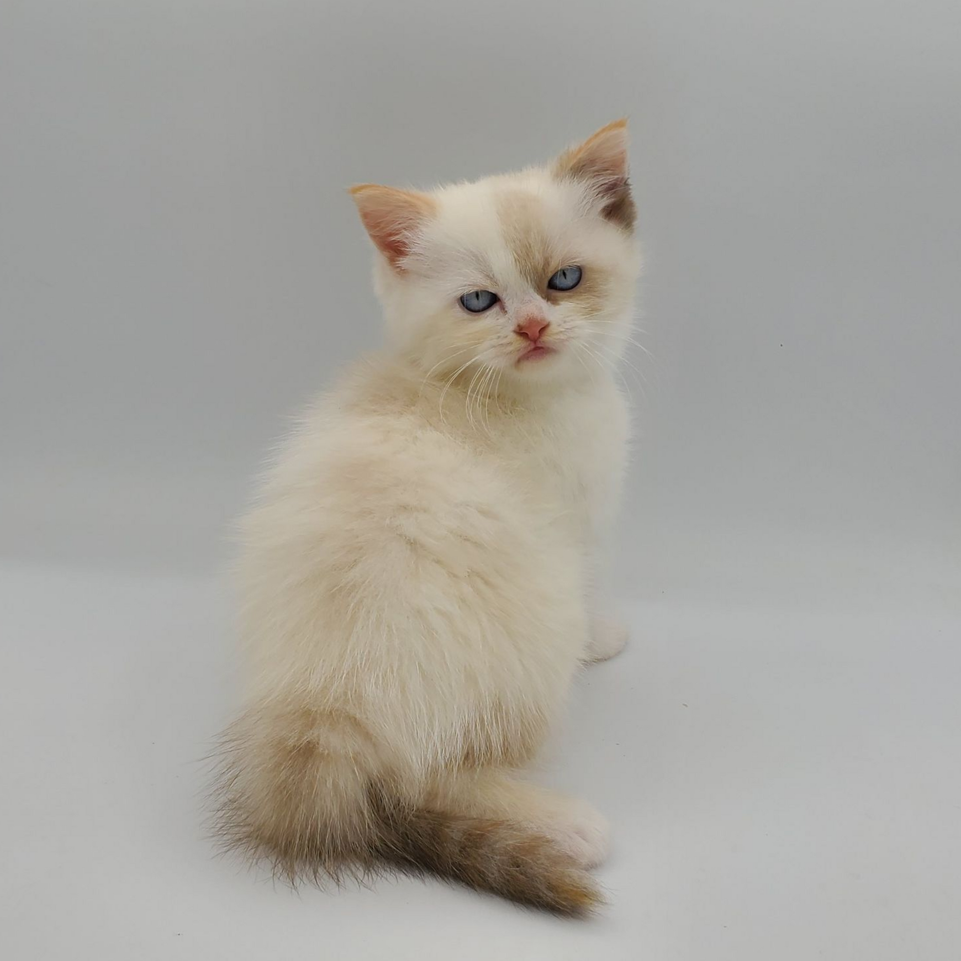 black and white Munchkin male kitten with curl in tail