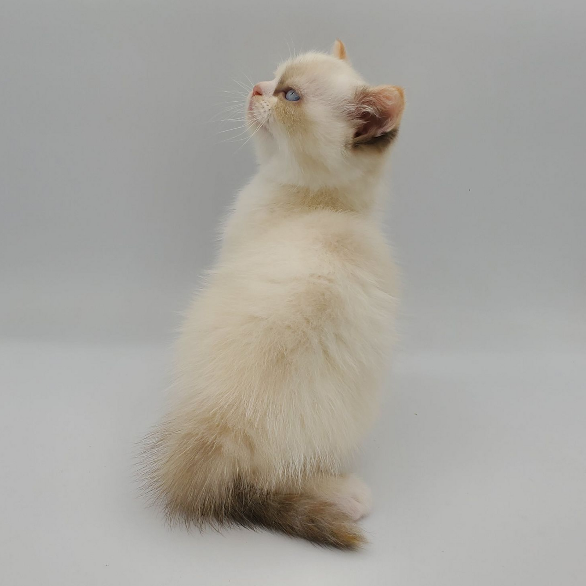 black and white Munchkin male kitten squatting