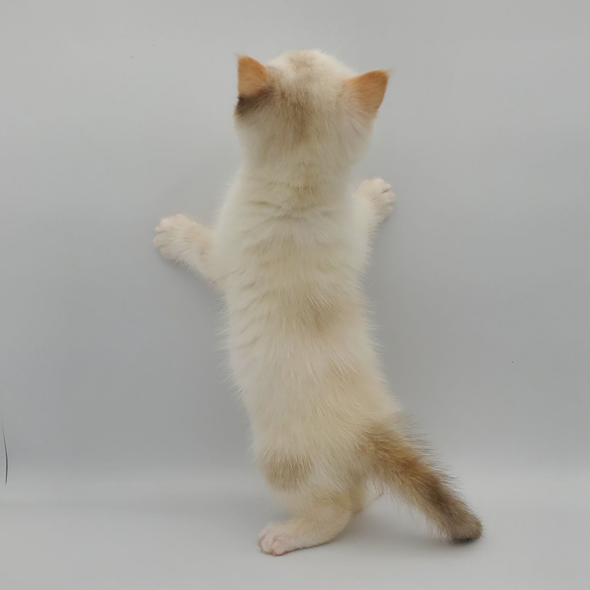 black and white Munchkin male kitten streaching