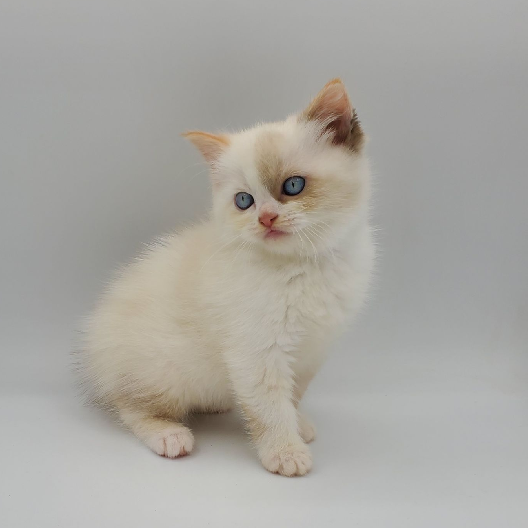 Female Kinkalow x Persian kitten white and cream pointed