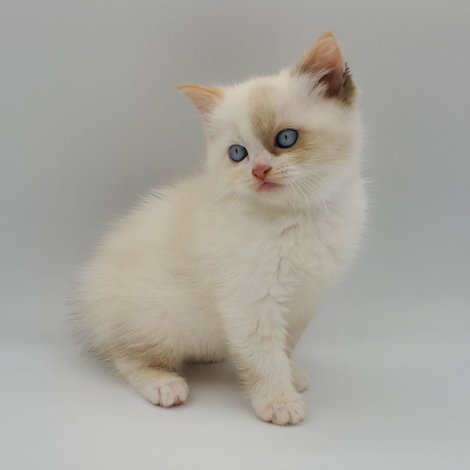 black and white Munchkin male kitten getting ready to pounce
