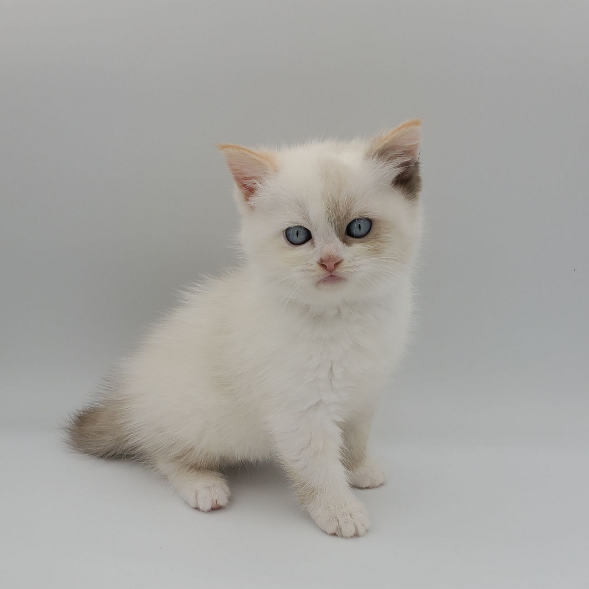black and white Munchkin male kitten standing