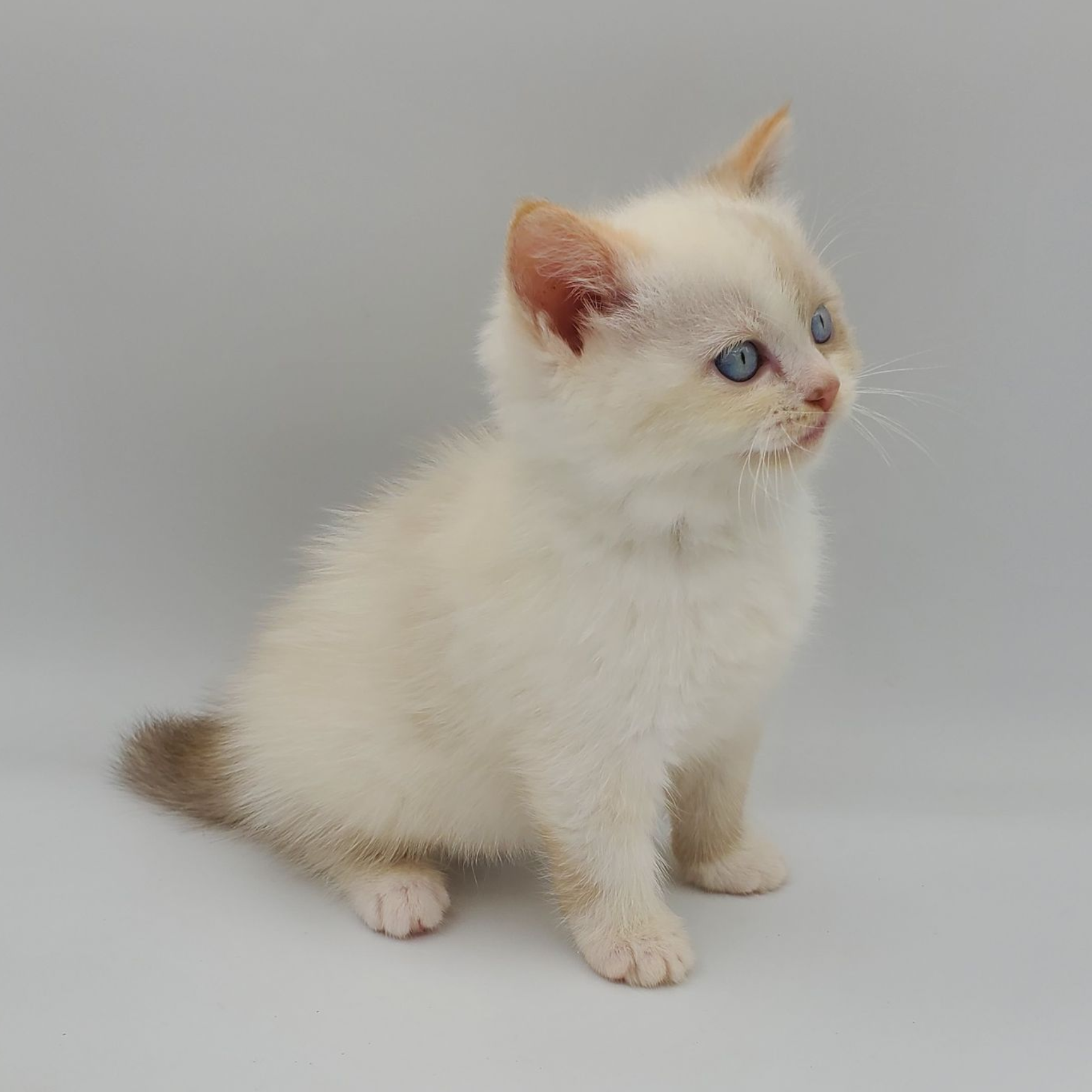 black and white Munchkin male kitten looking at the camera