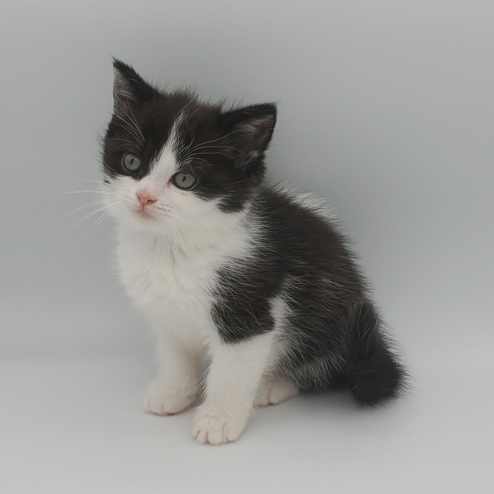 black and white Munchkin male kitten looking at the camera