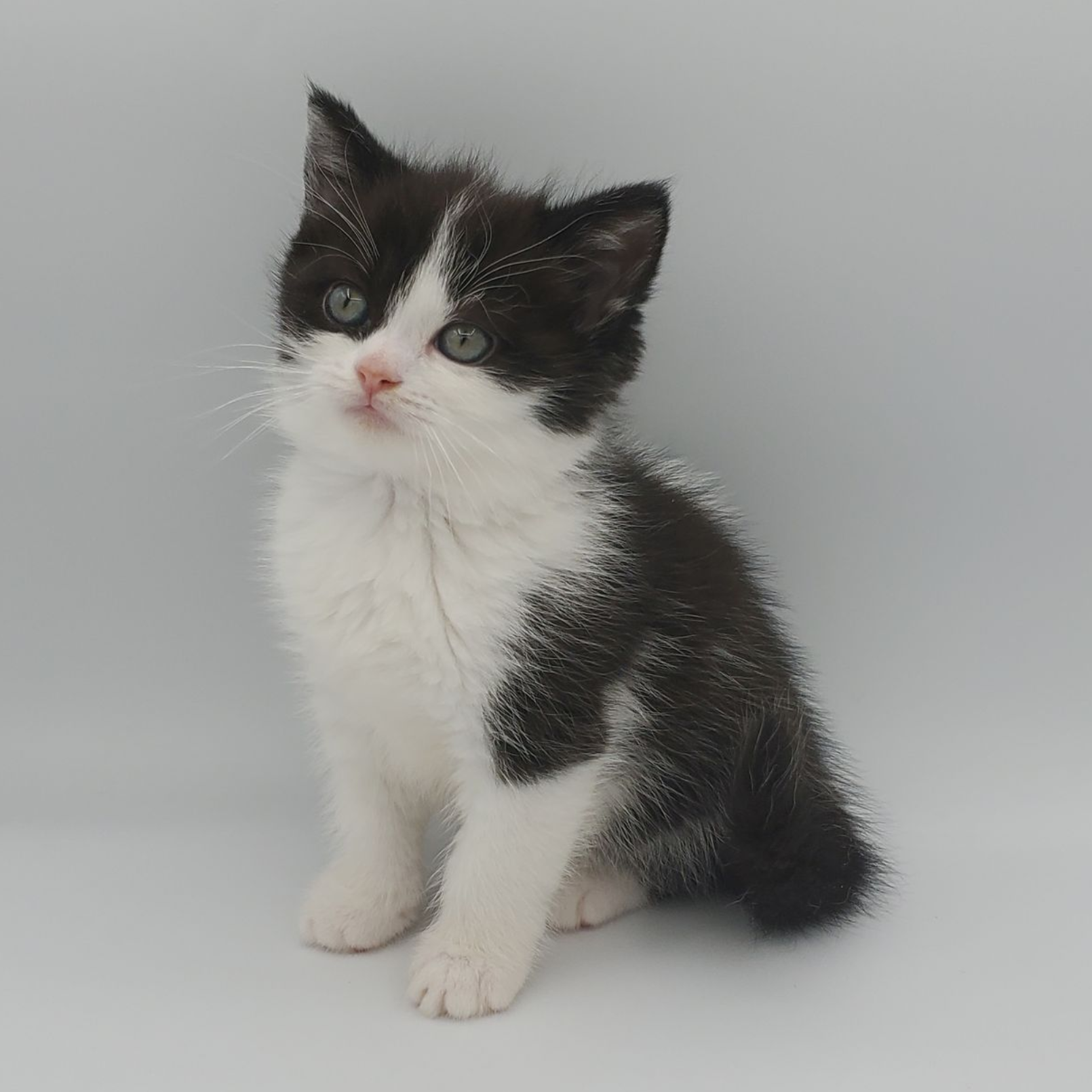 Female Kinkalow x Persian kitten black and white