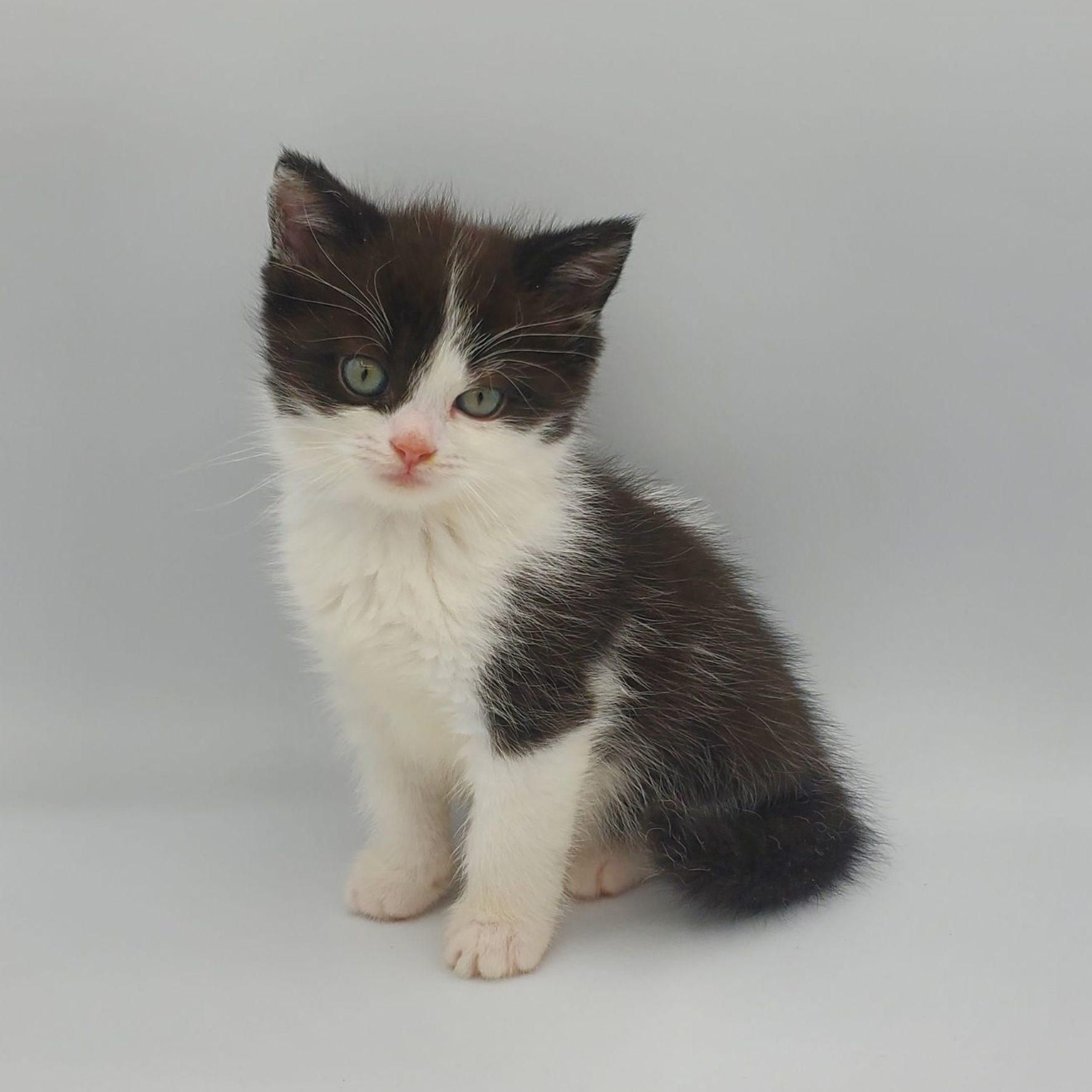 black and white Munchkin male kitten with curl in tail