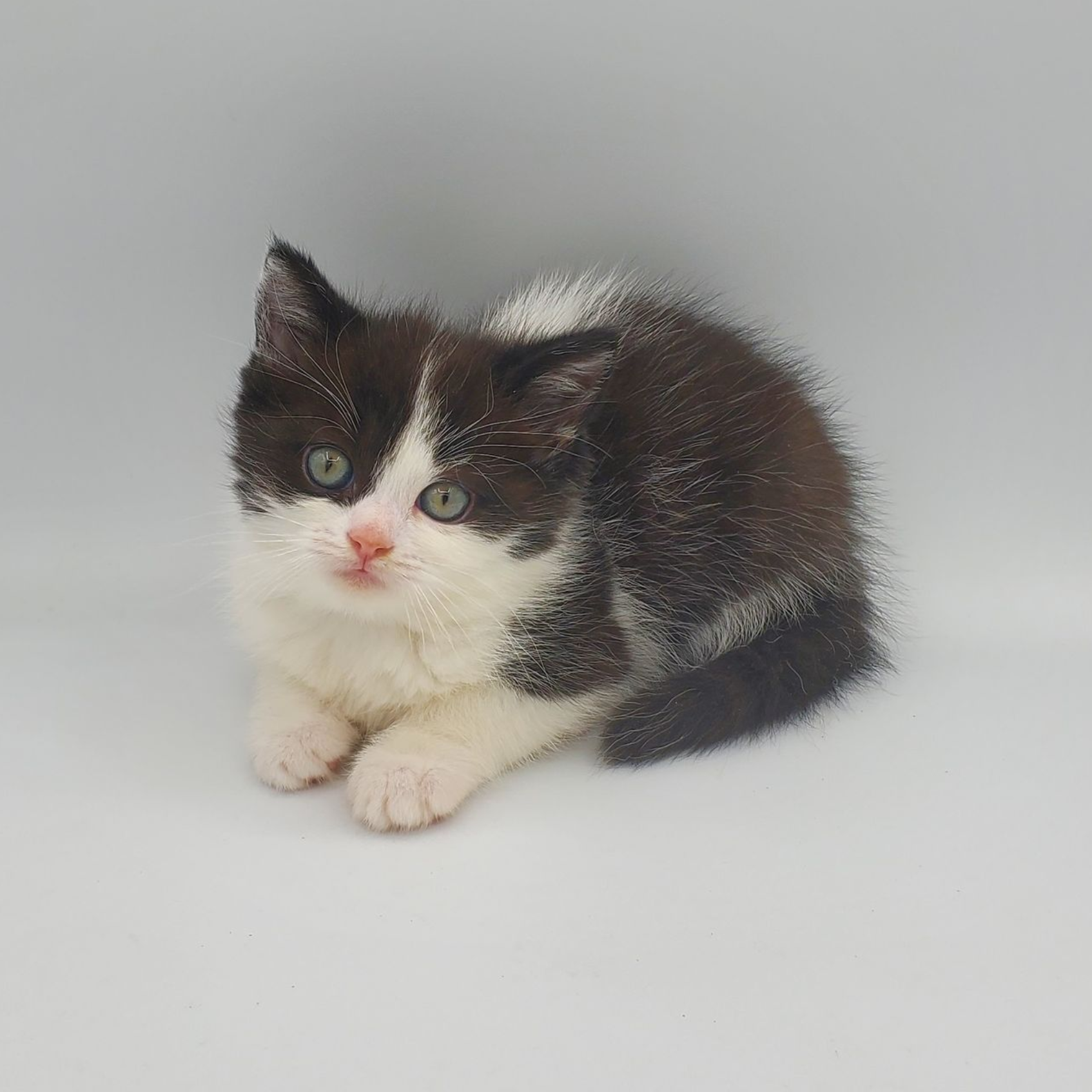 black and white Munchkin male kitten squatting