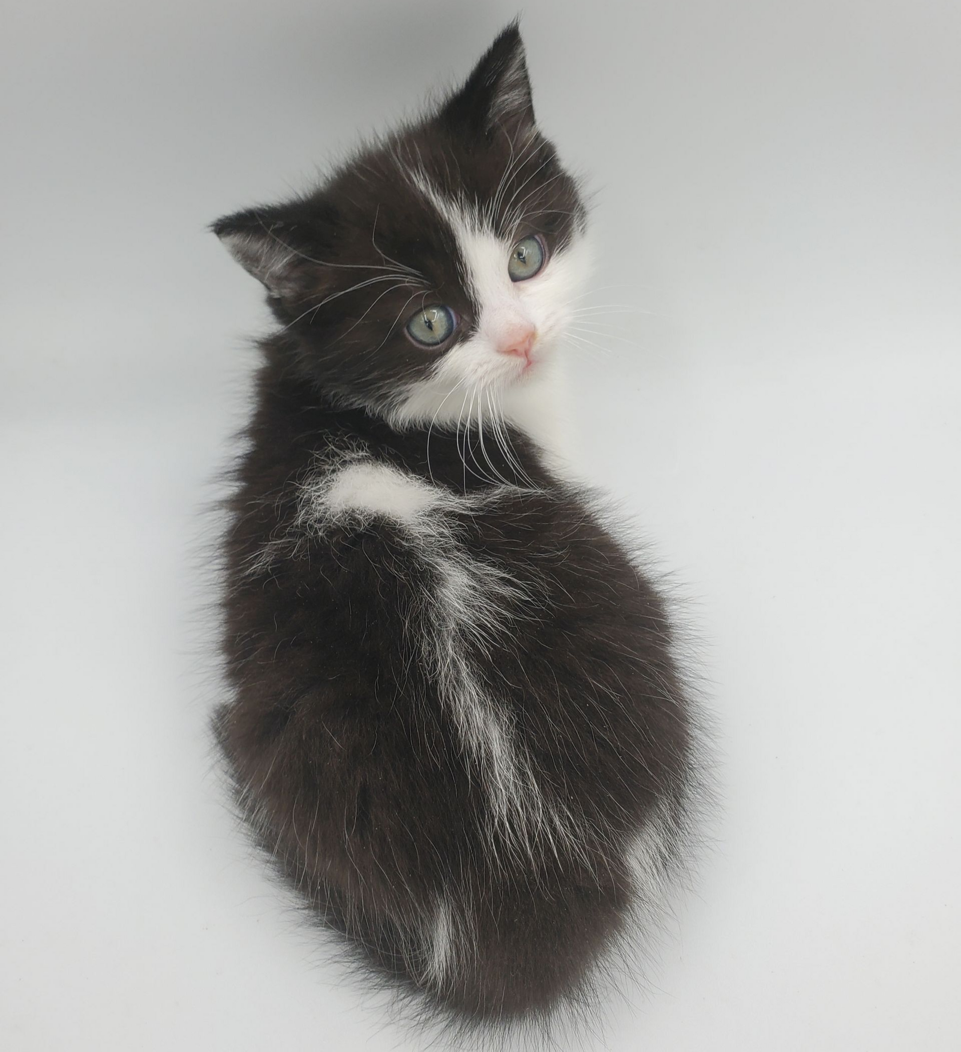 black and white Munchkin male kitten getting ready to pounce