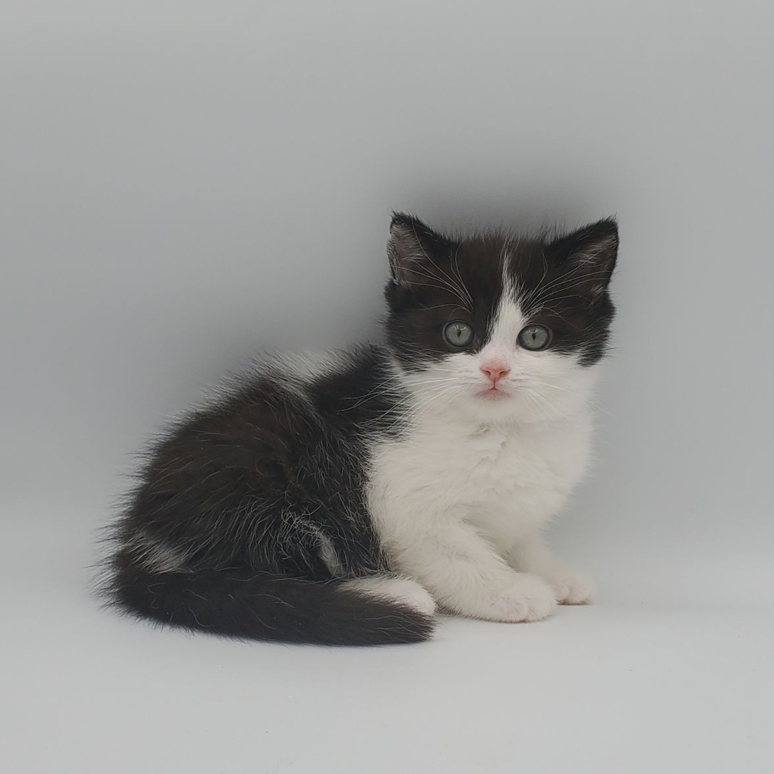 black and white Munchkin male kitten streaching