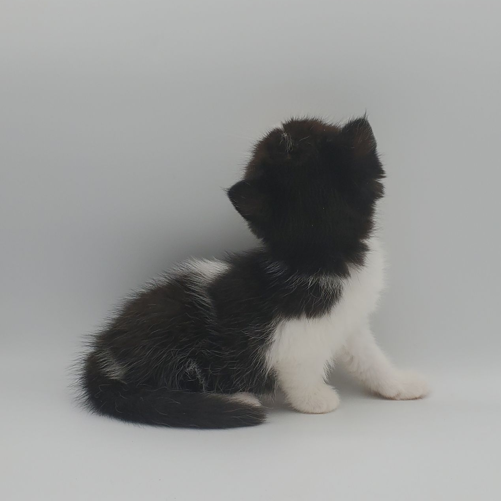 black and white Munchkin male kitten standing