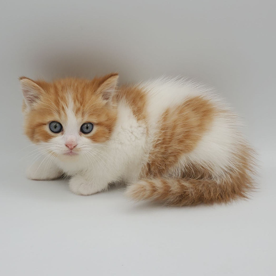 black and white Munchkin male kitten looking at the camera