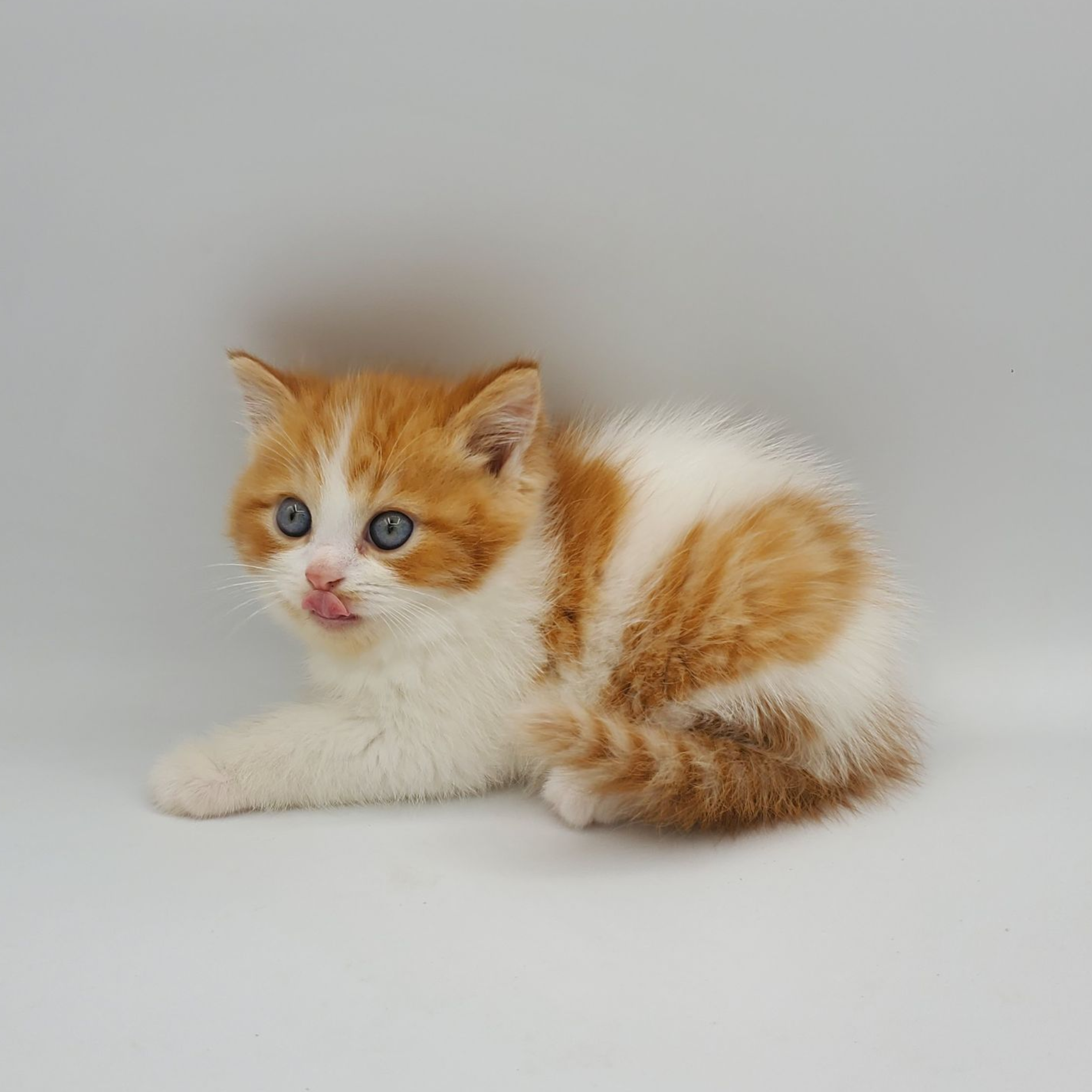 black and white Munchkin male kitten with curl in tail