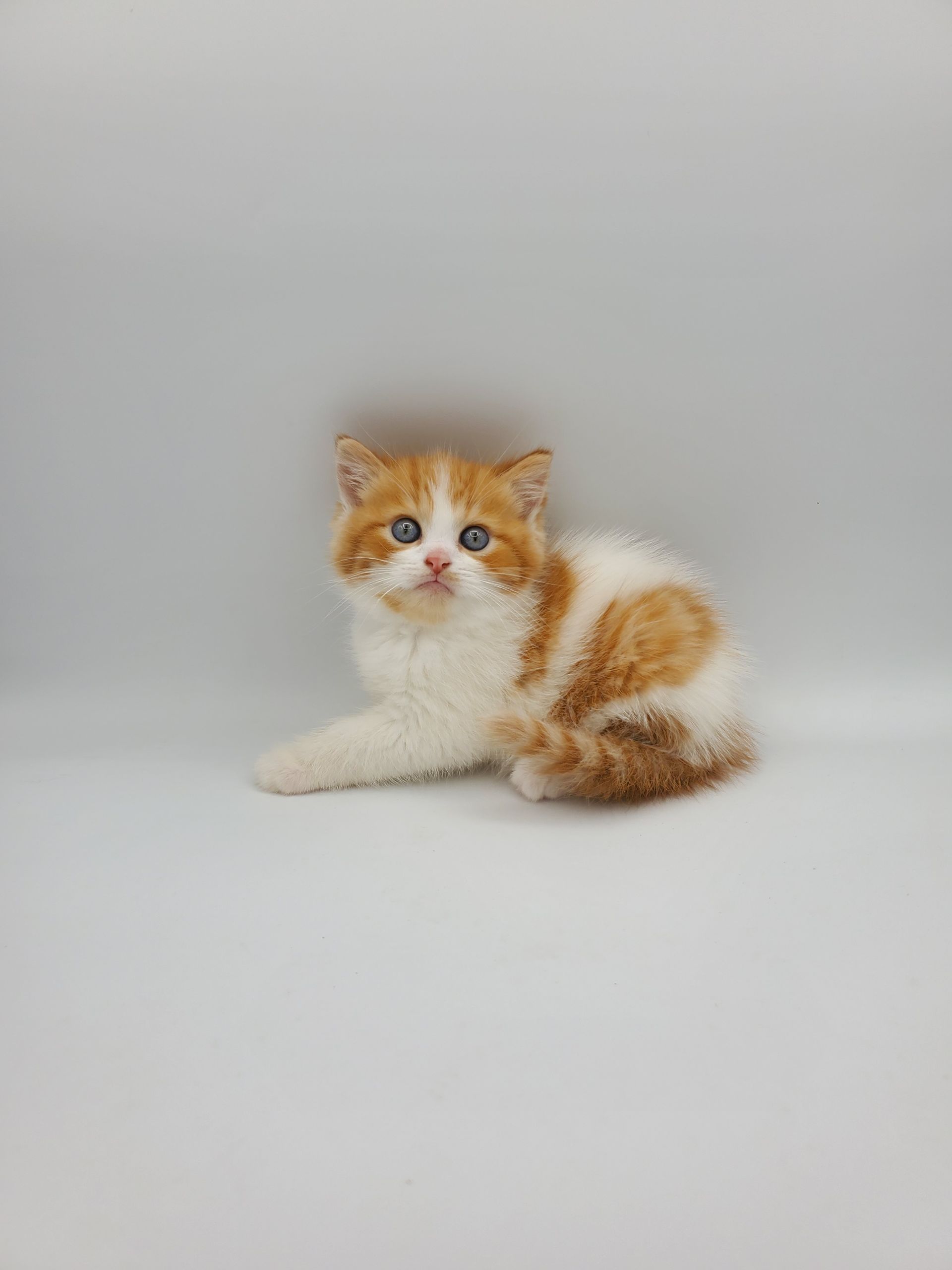 black and white Munchkin male kitten squatting