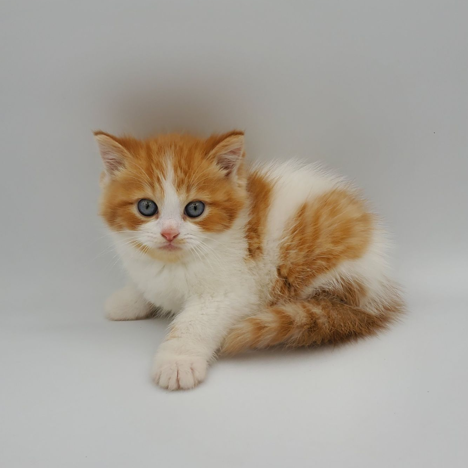 black and white Munchkin male kitten streaching