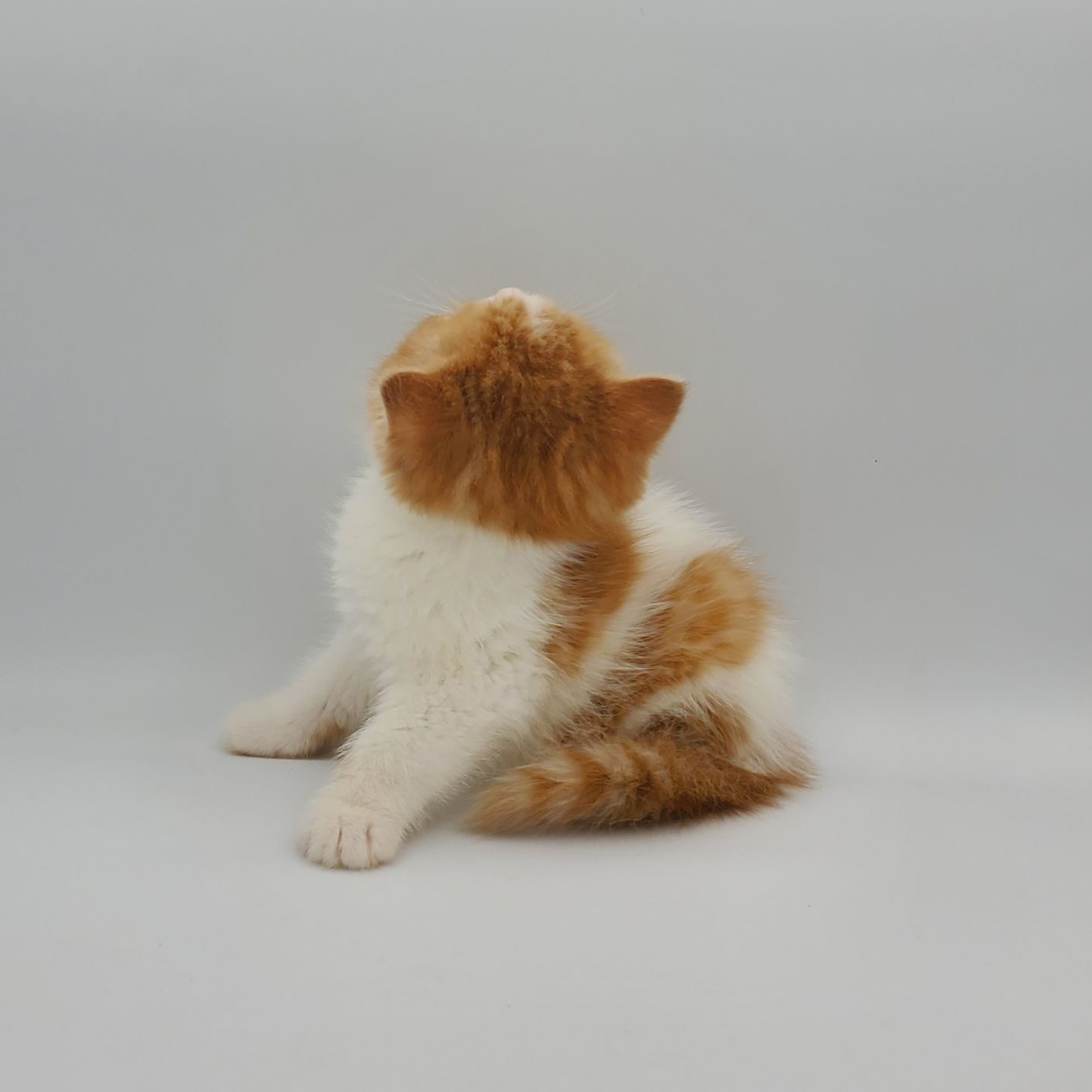black and white Munchkin male kitten standing