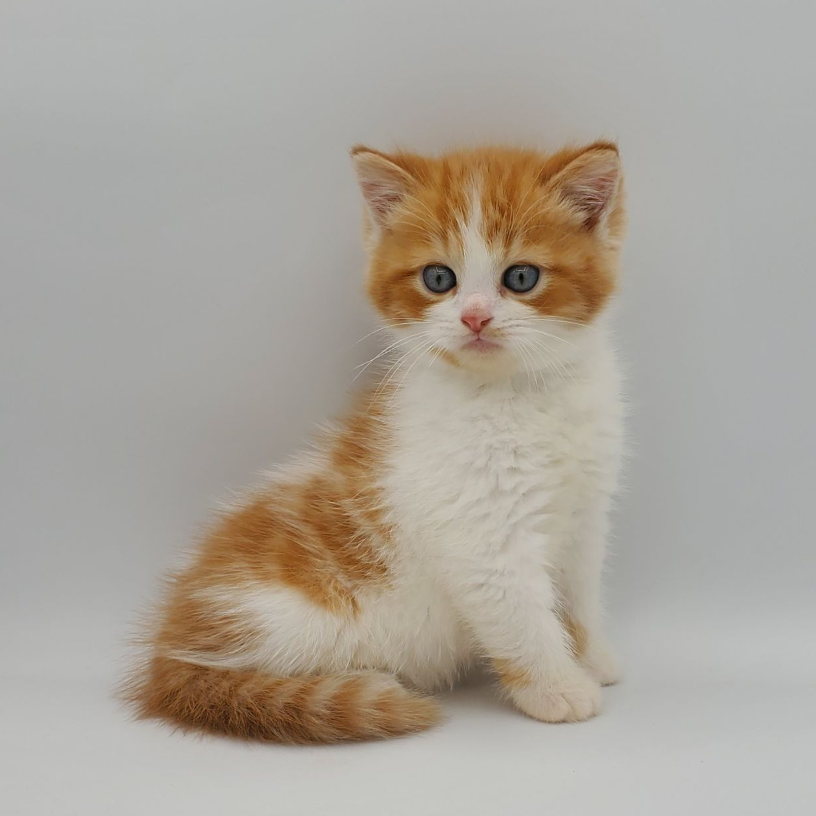 black and white Munchkin male kitten getting ready to pounce