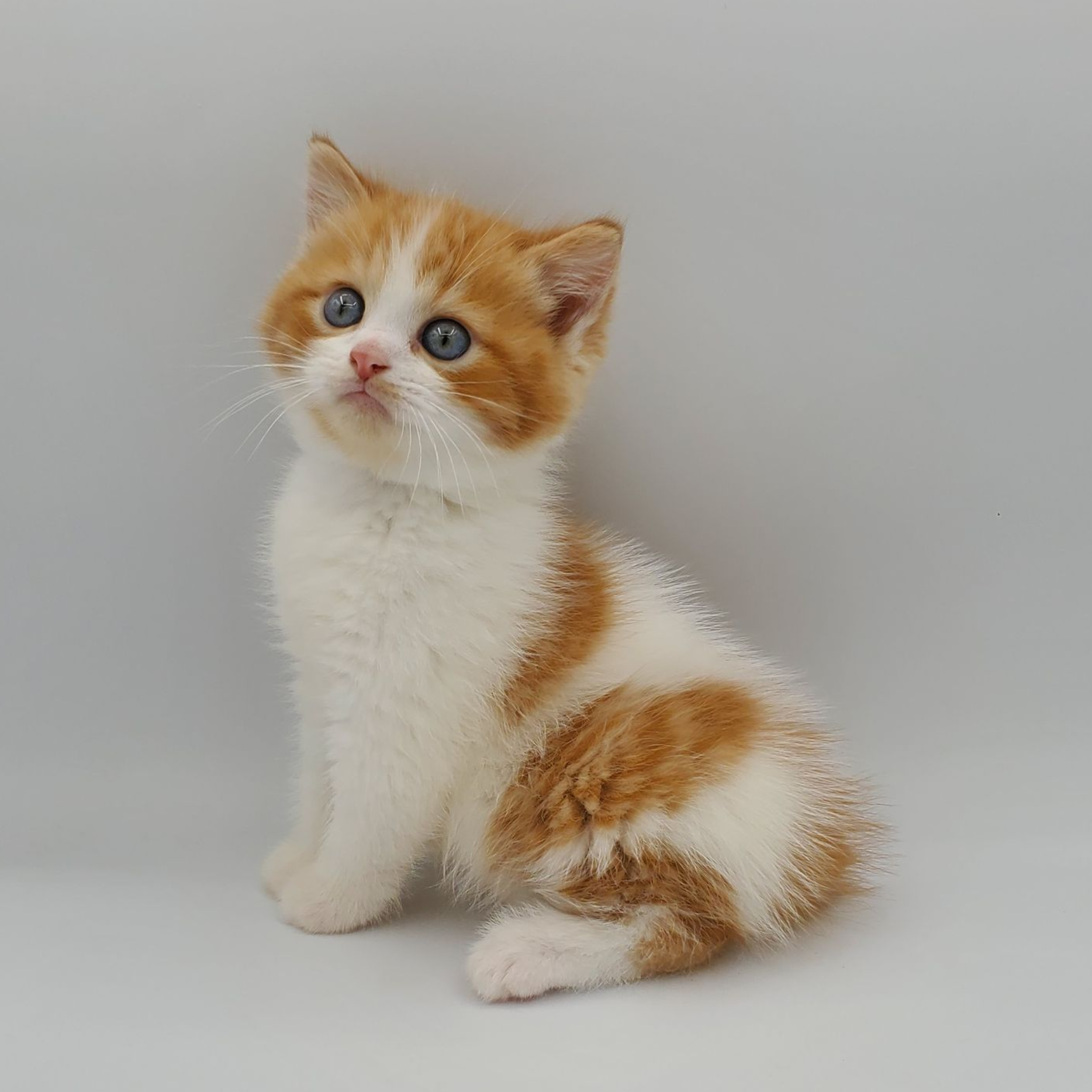 Male Kinkalow x Persian kitten orange and white