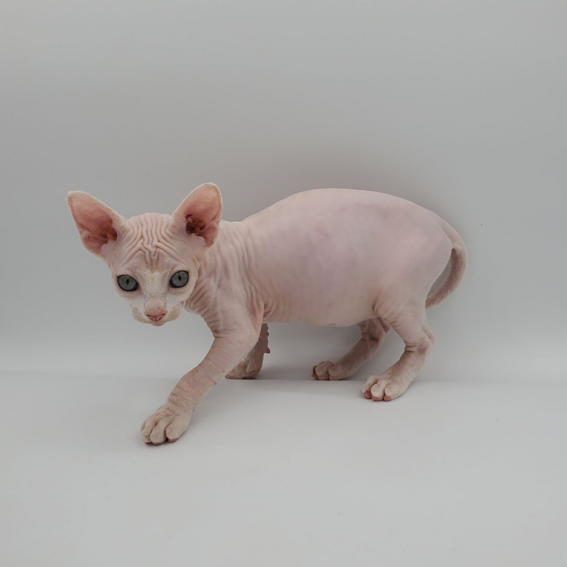 white Sphynx female crouching