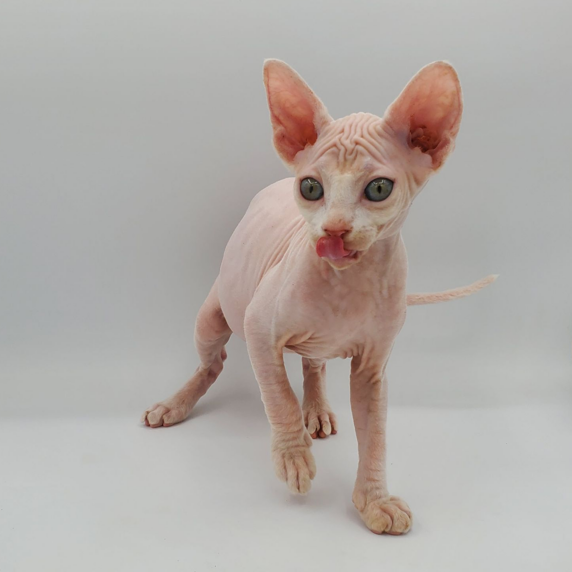 white Sphynx female with tongue out