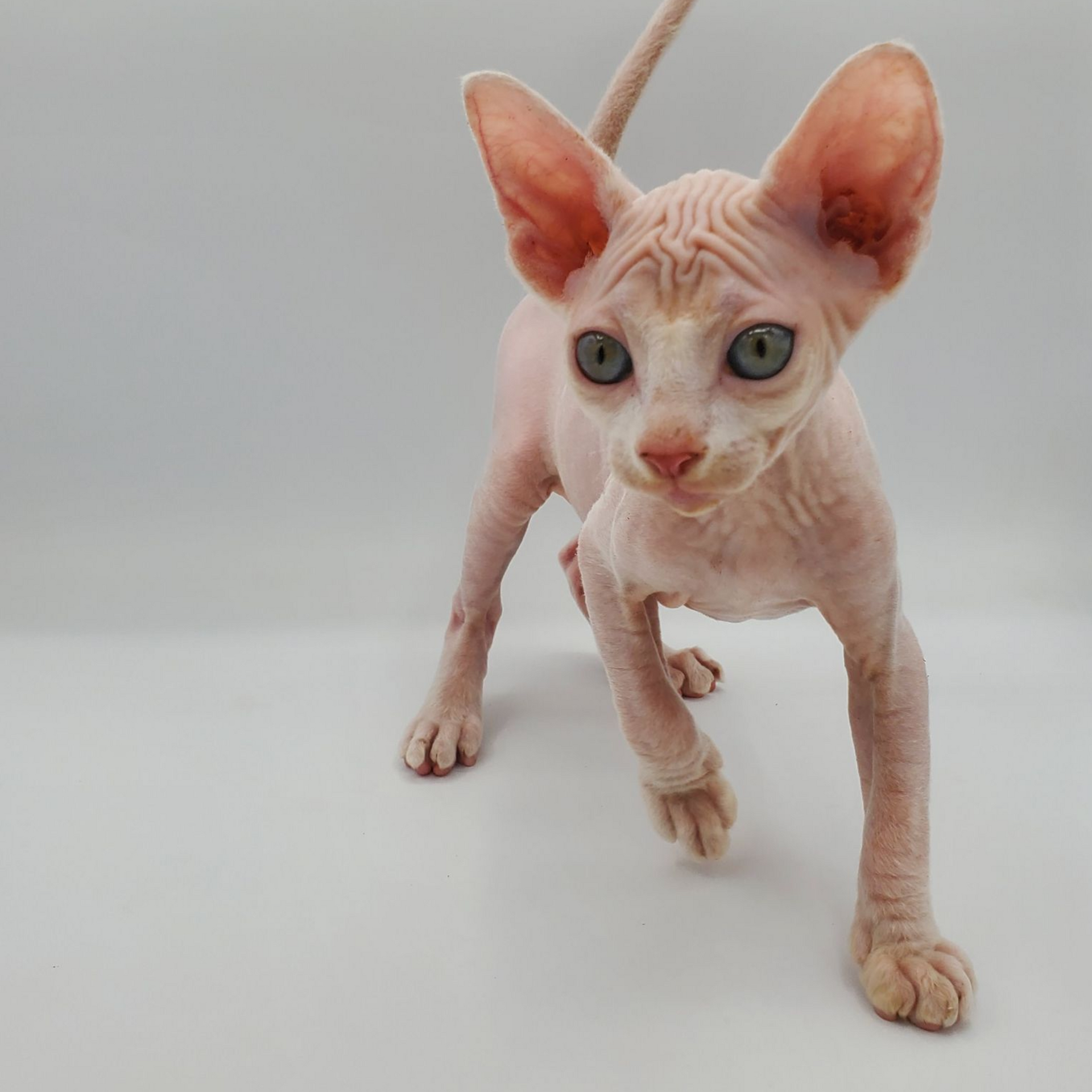 white Sphynx female lurching