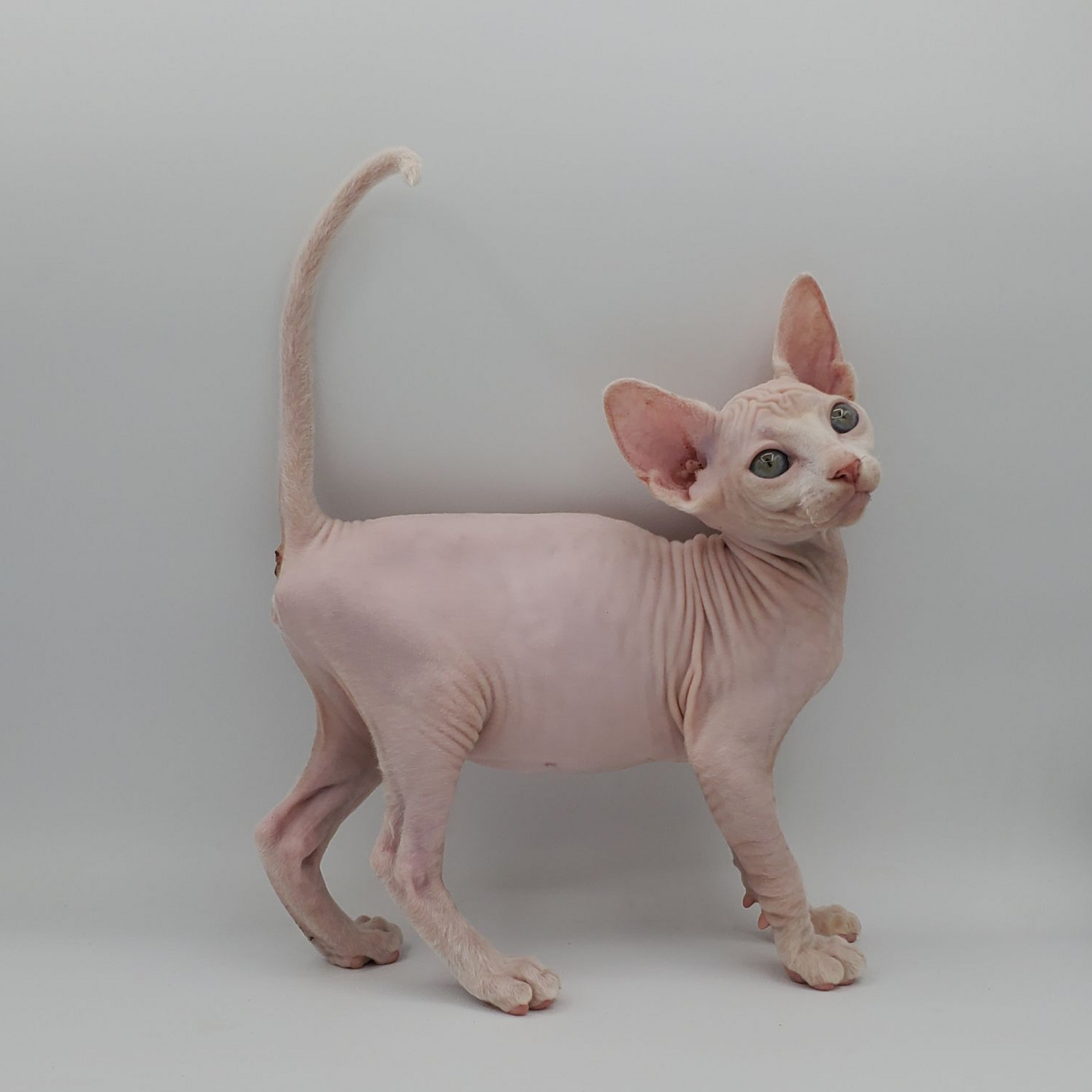 white Sphynx female hunched up