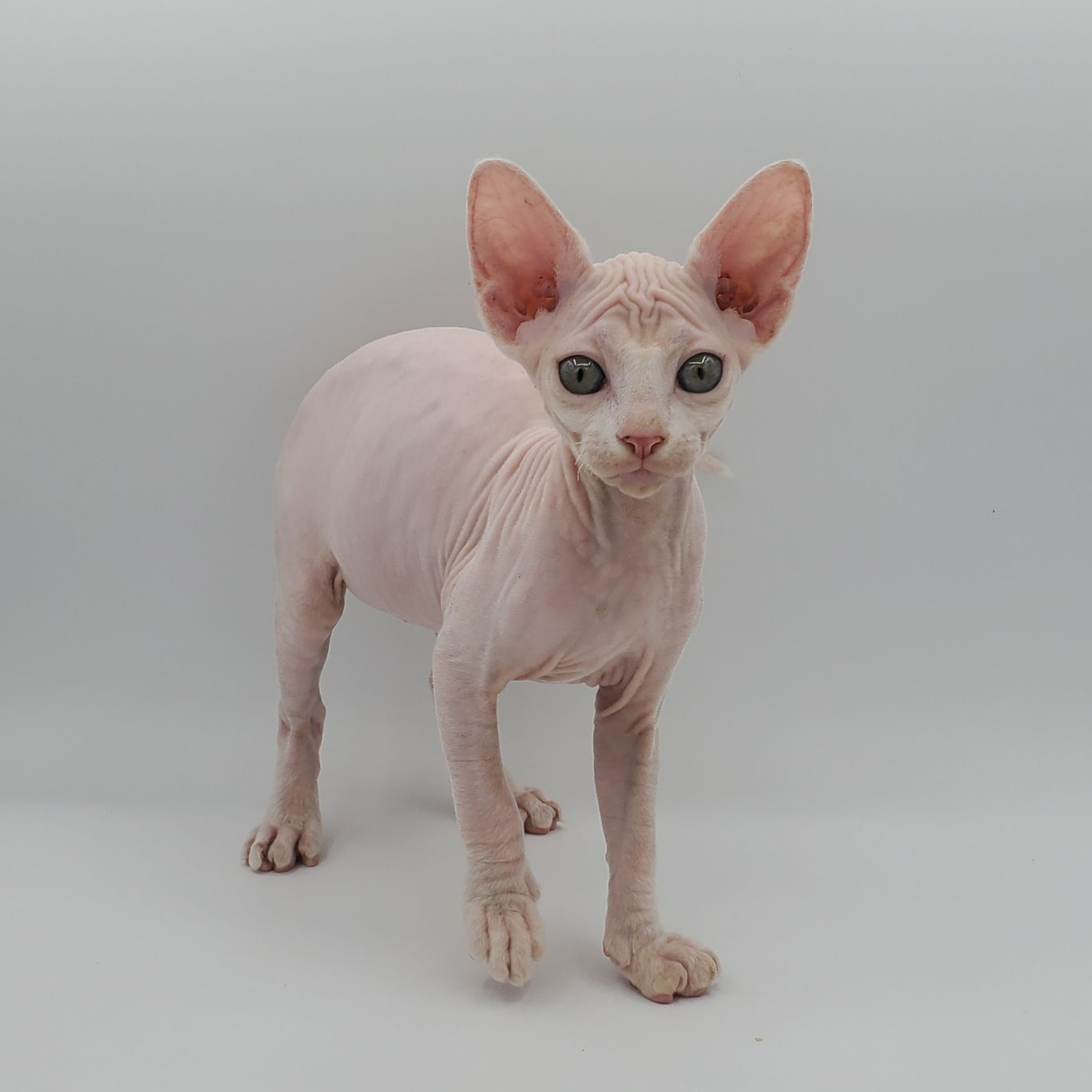 white Sphynx female standing