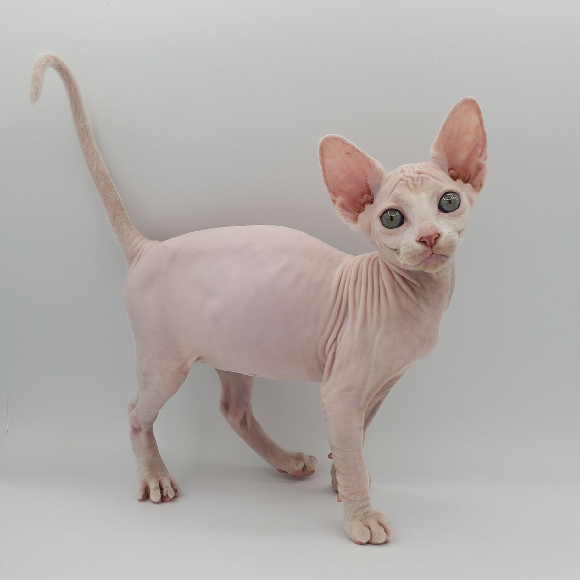 Female white sphynx kitten standing up alert